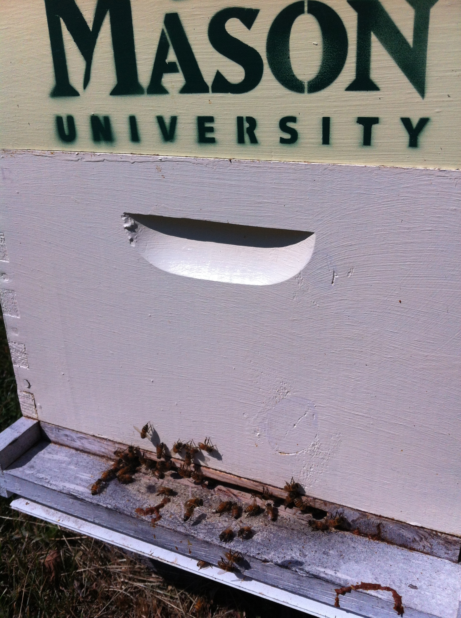 Projected Started in the teaching hives of George Mason University