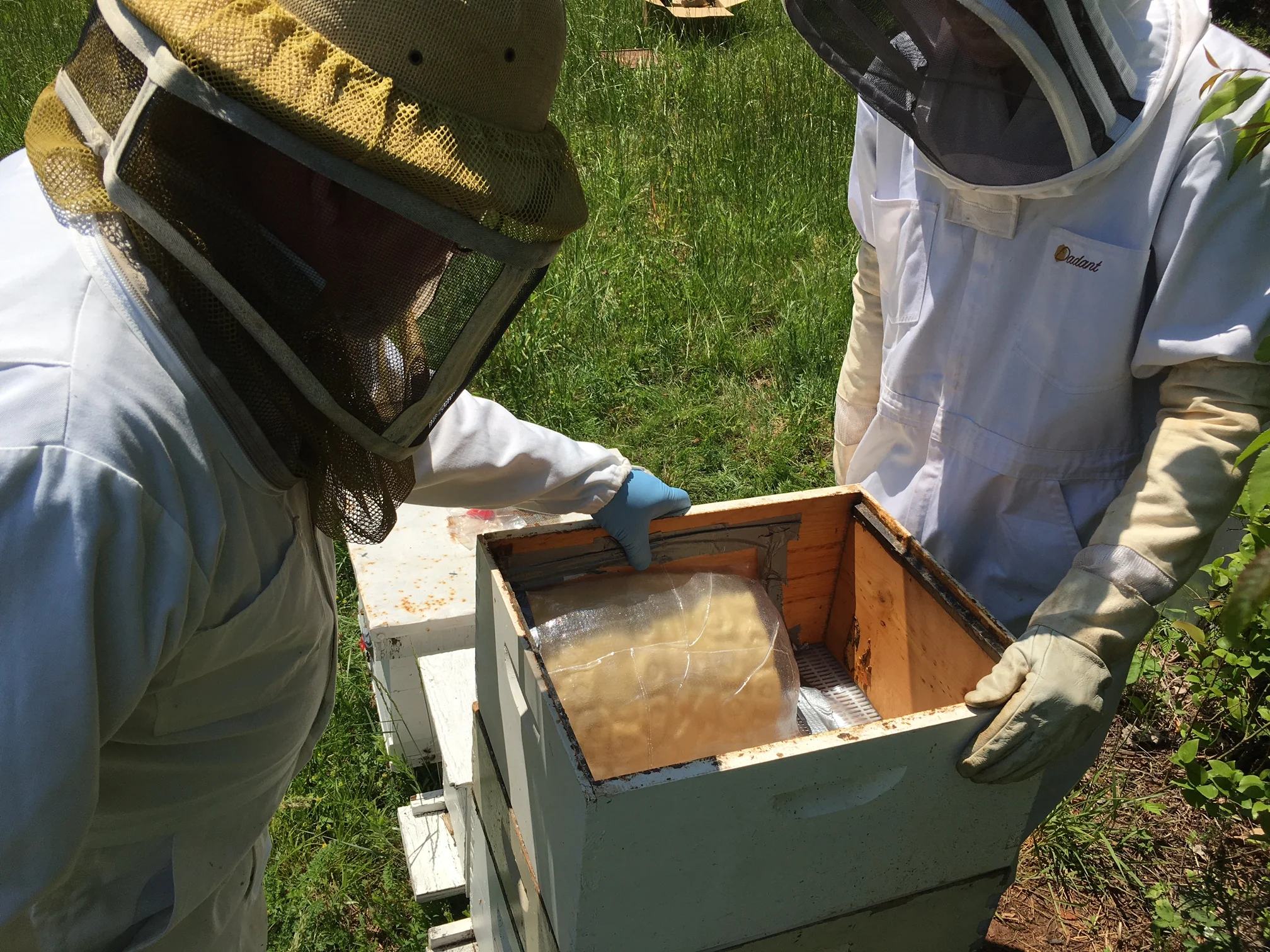 Creating Partnerships with local beekeepers along the 29th Corridor, VA