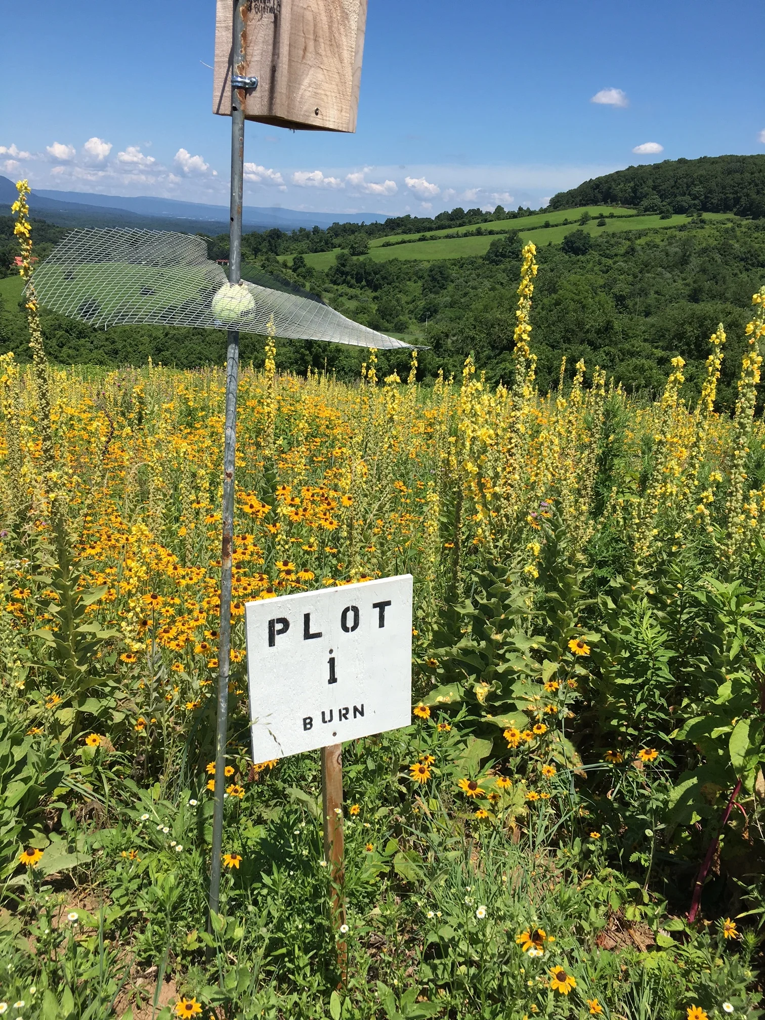 Bee Foraging Fields at the Smithsonian Mason School of Conservation