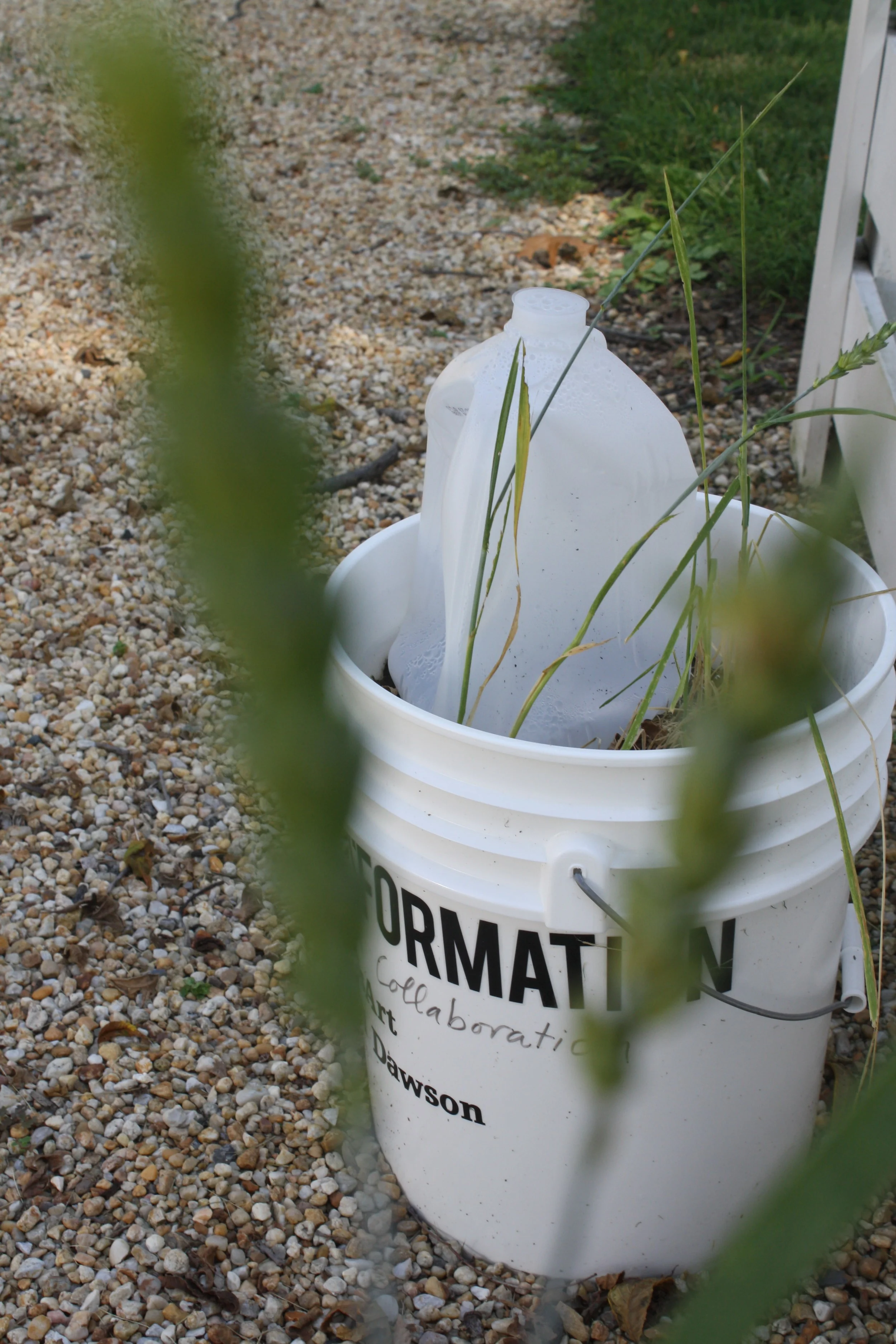 A Wheat Garden was installed at Beall Dawson Museum and Garden site using Bakers Honey Buckets provided by the Great Harvest Bread Company