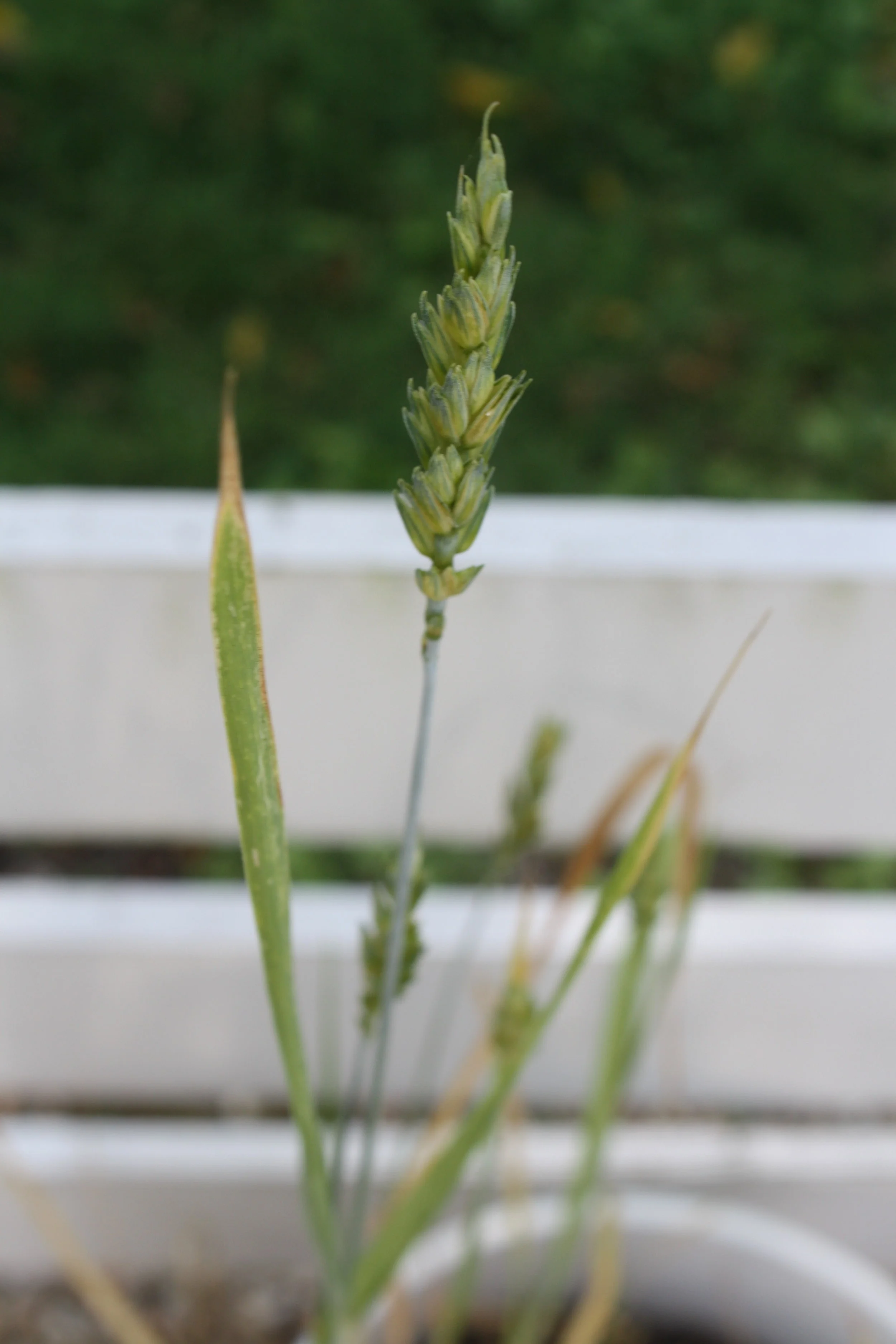 Seeds for the project donated by Great Harvest Bread Company.