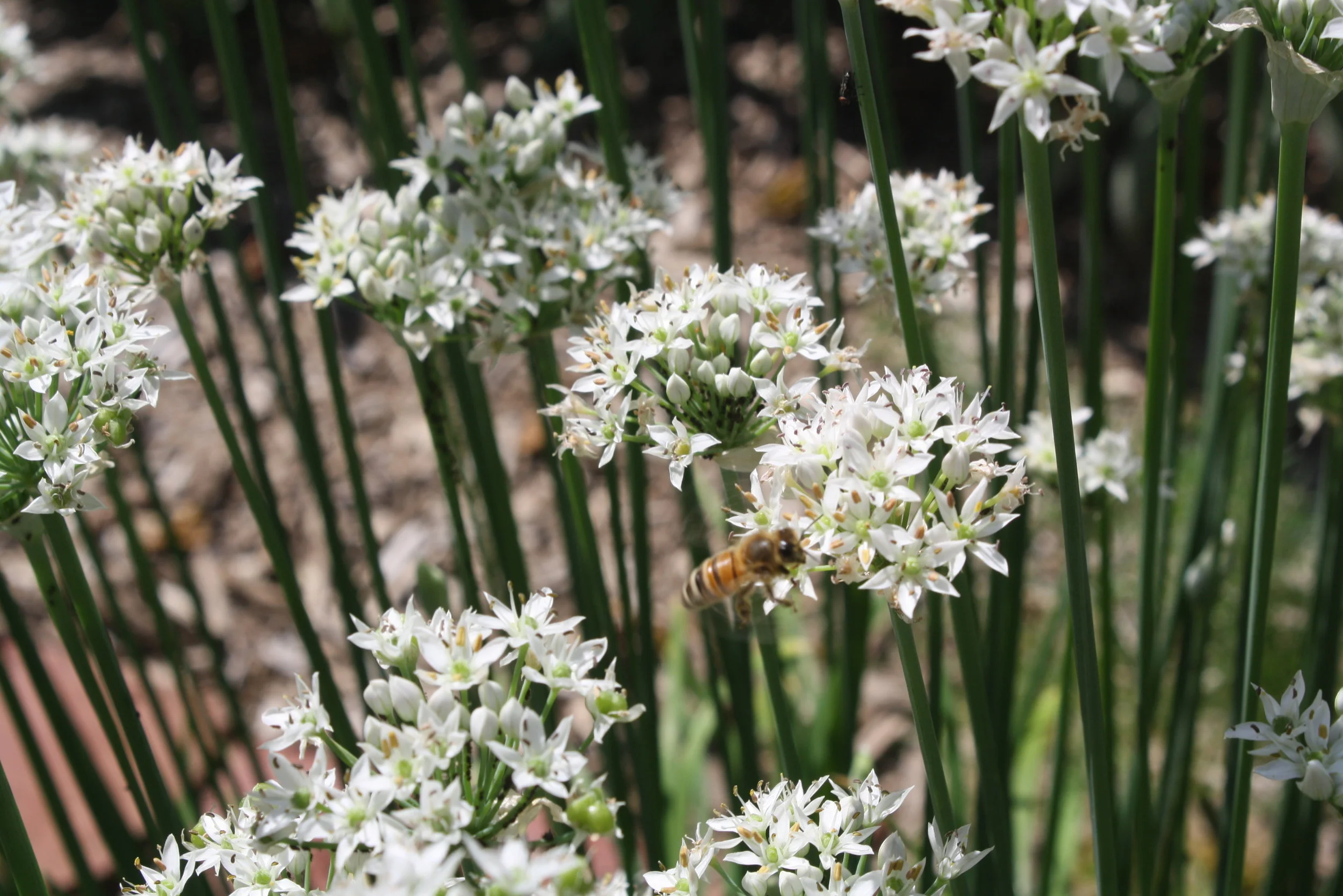 Beall Dawson Museum Garden provided ample food for all local bees working in a two mile radius of the VisArt Art Center.