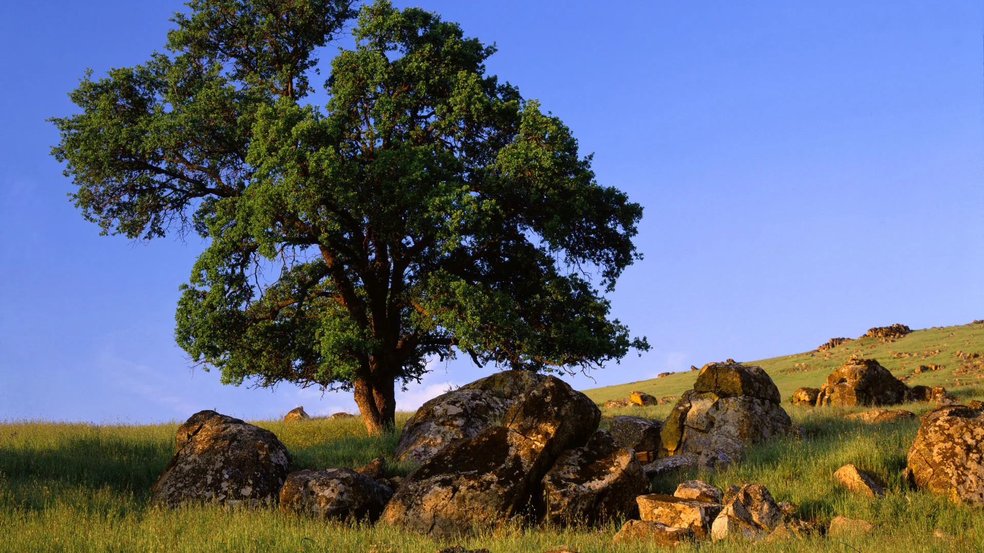 california-foothills.jpg
