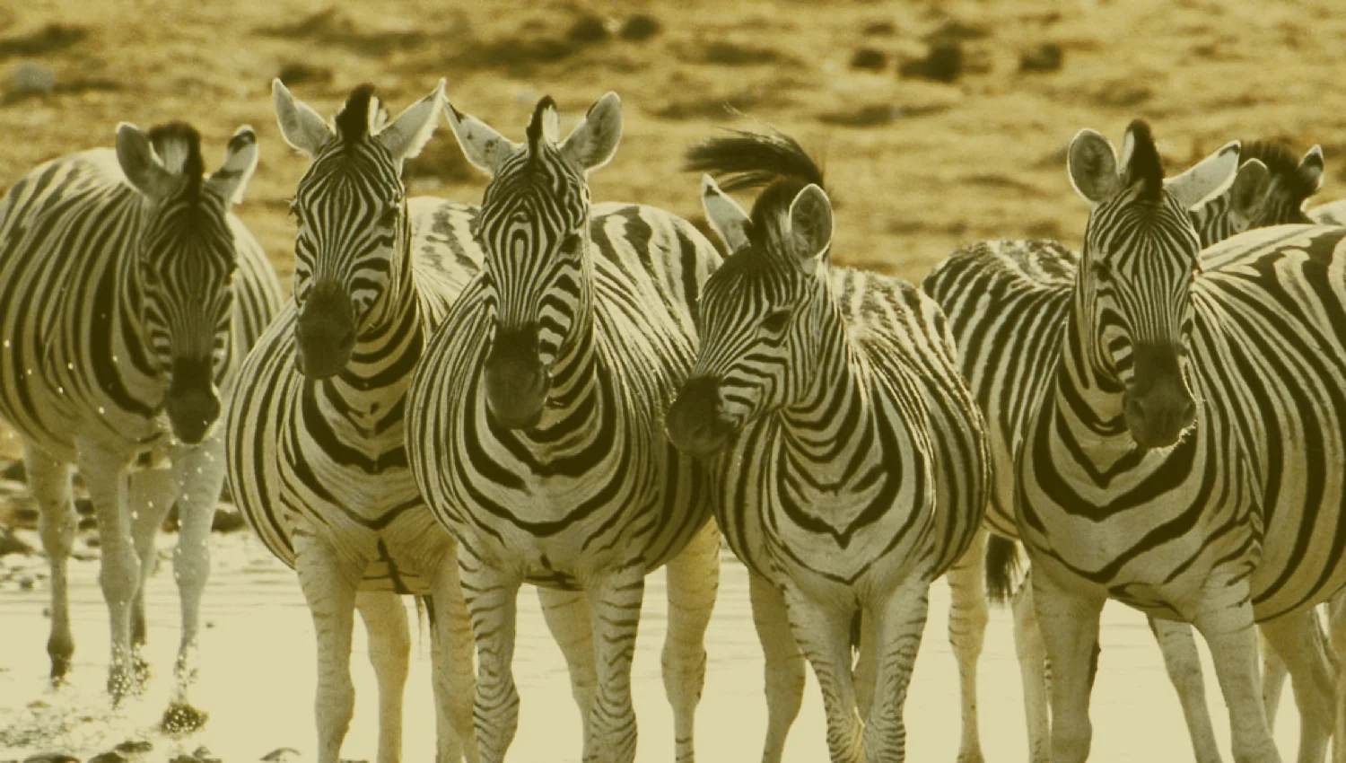 zoo-header1a.jpg