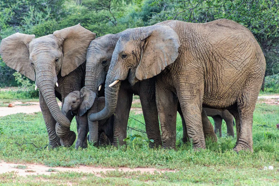 New births at Mabalingwe Nature Reserve. The hope for the future.