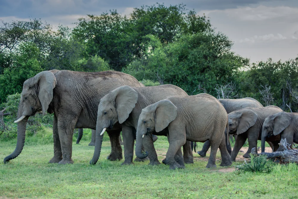 The Matriarch of Mabalingwe