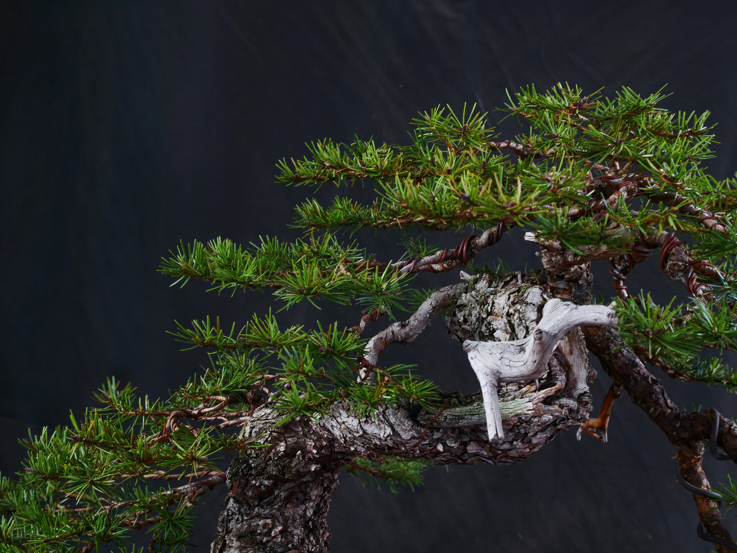 Douglas Fir