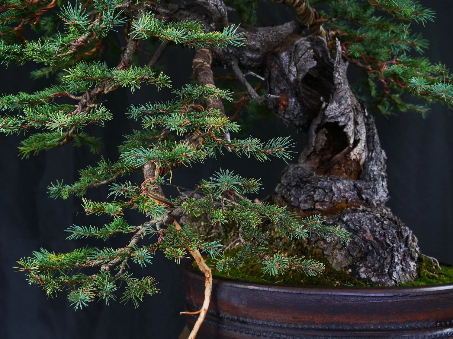 Colorado Blue Spruce