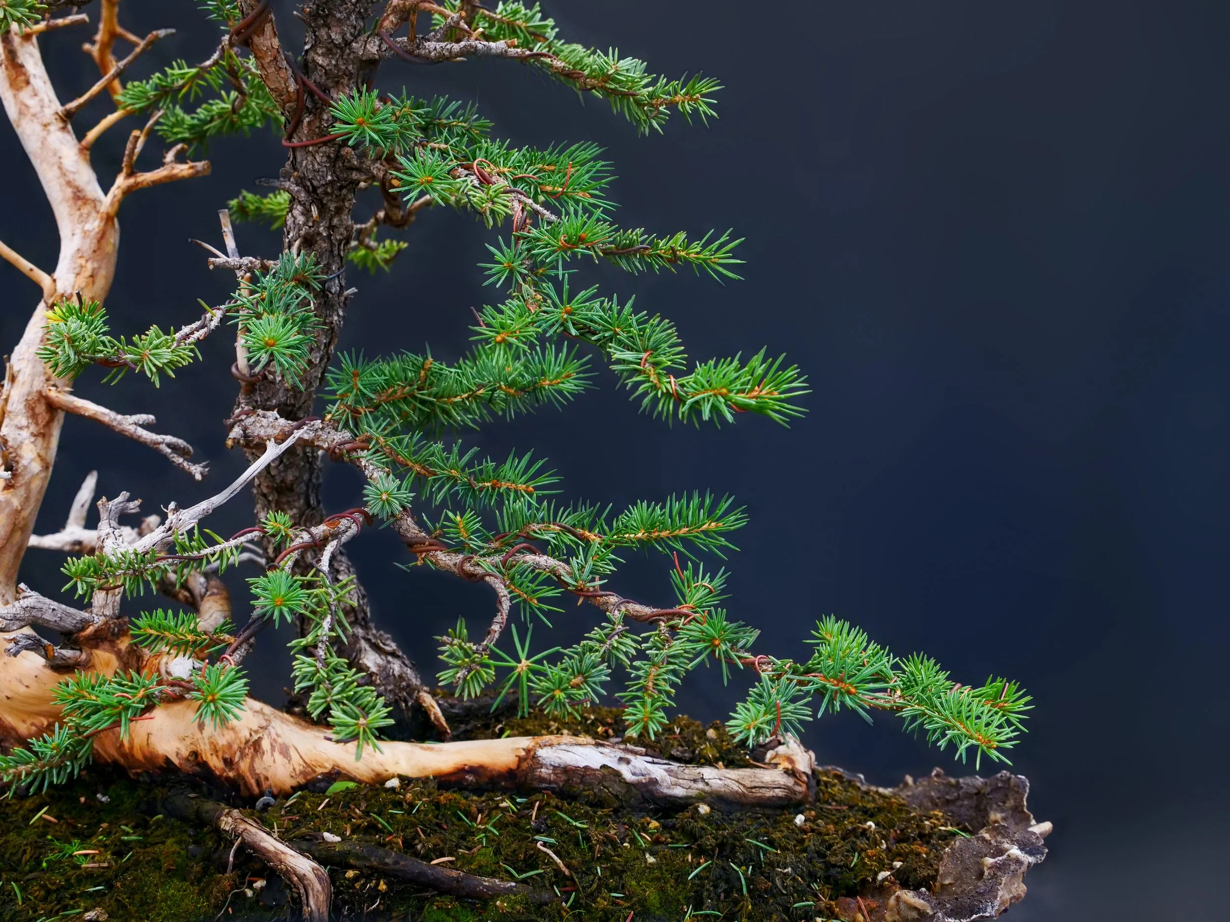 Colorado Blue Spruce