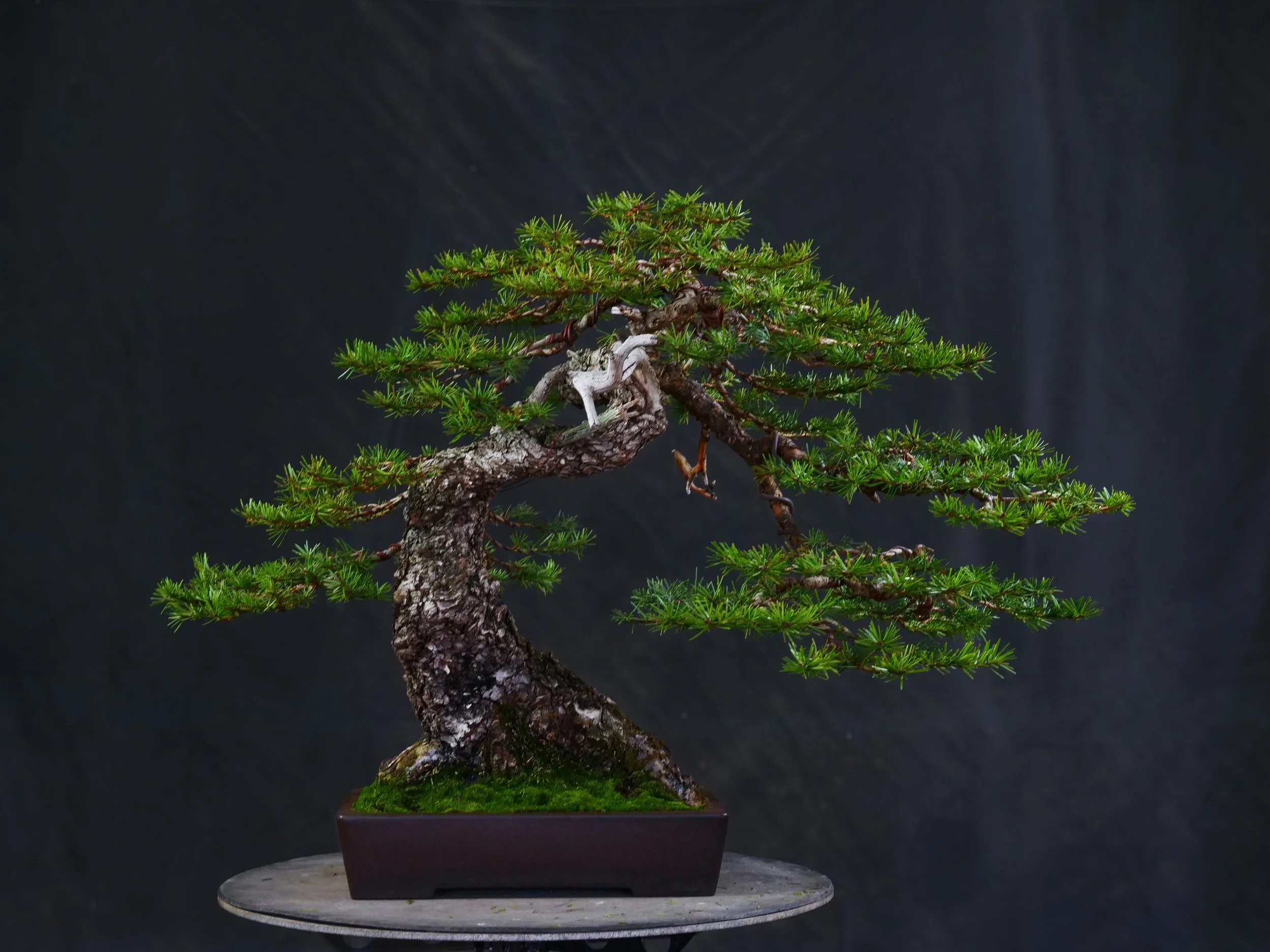 Douglas Fir
