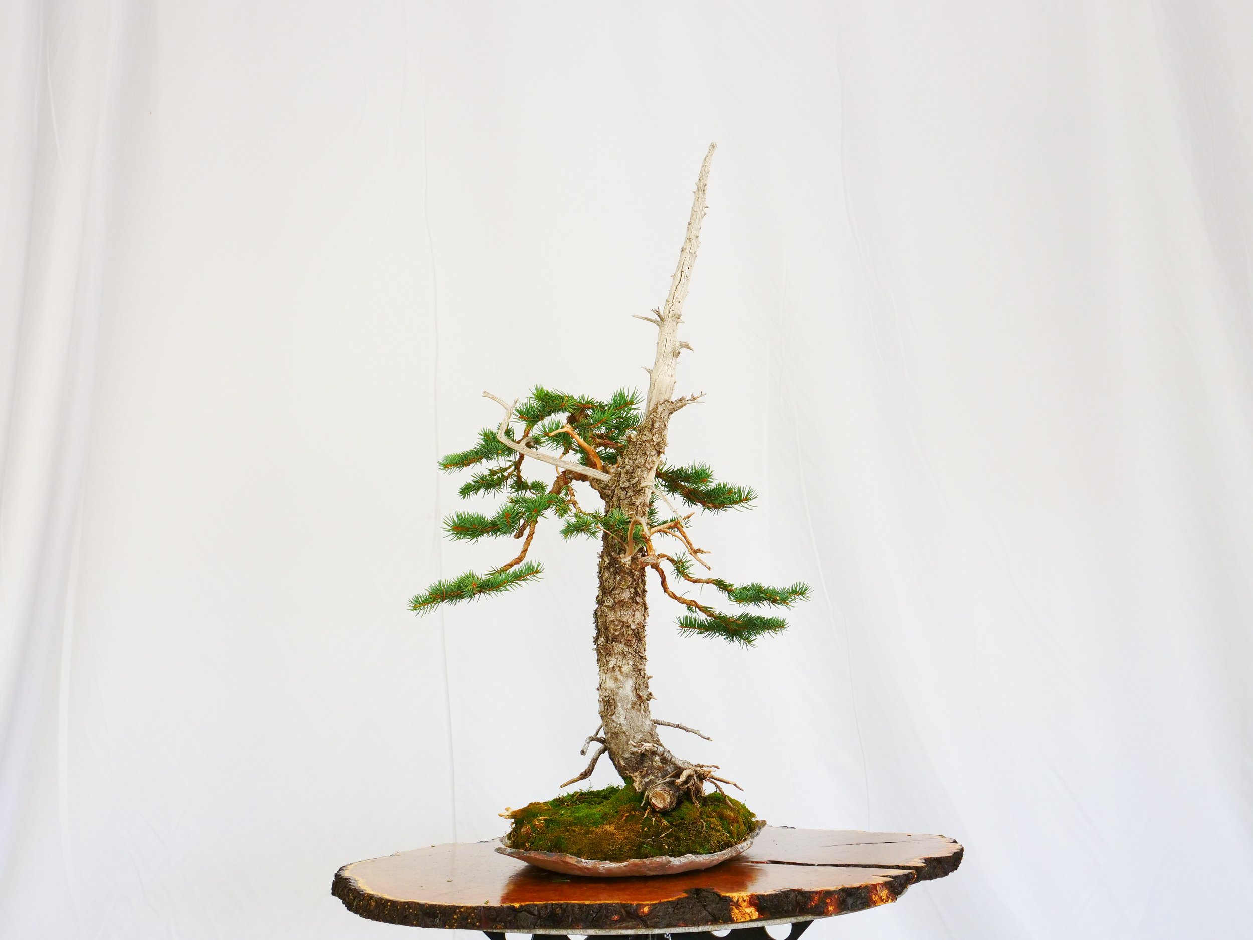 P1100810-2.jpg