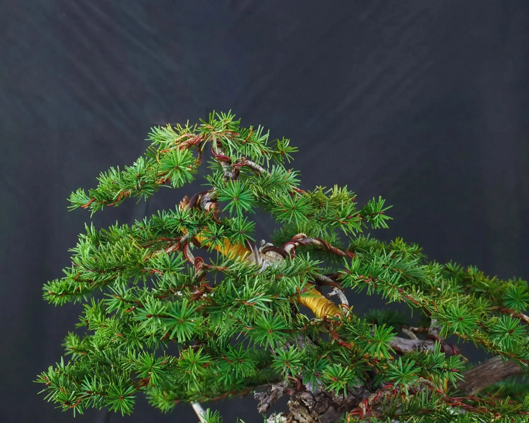 Douglas Fir 