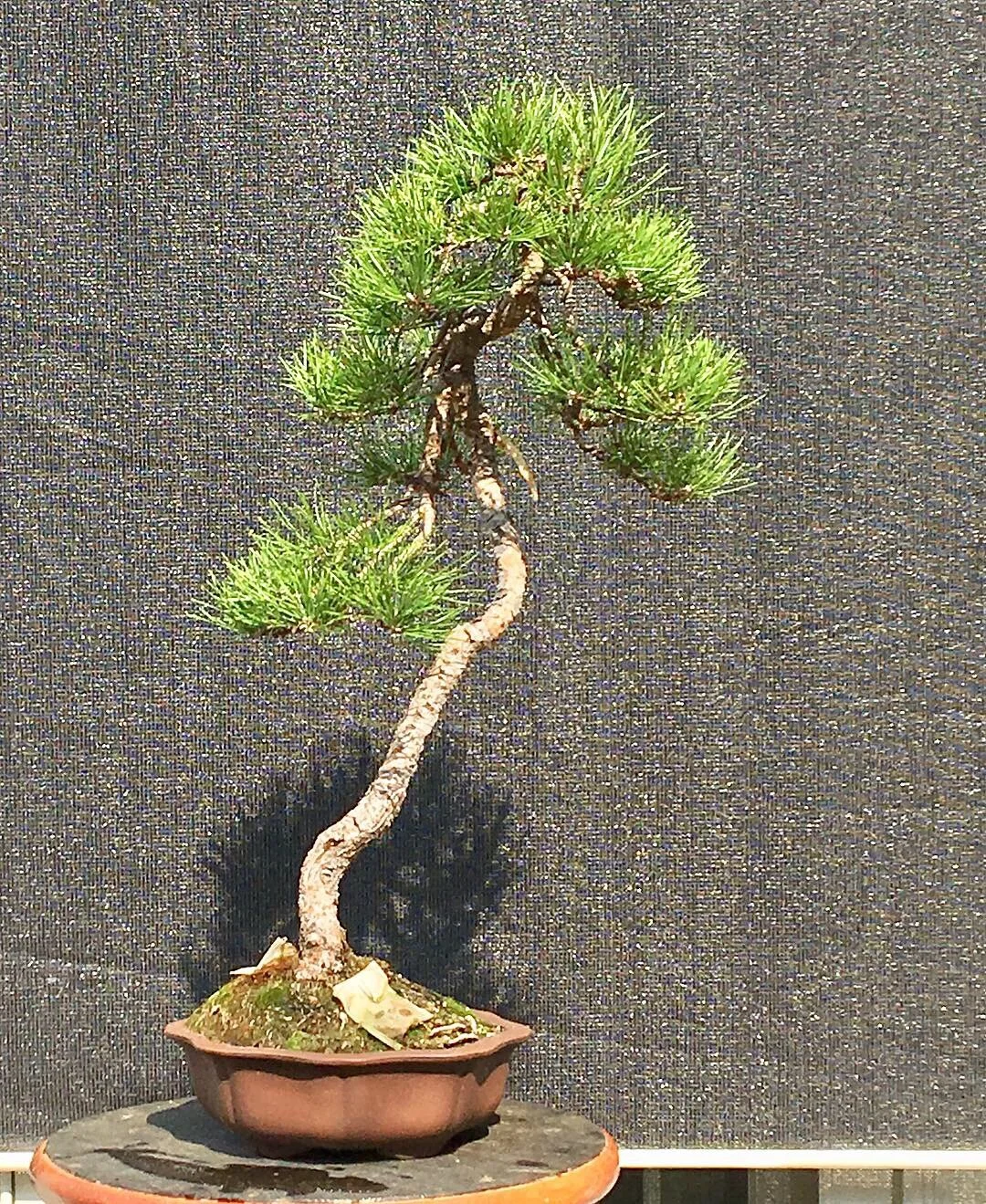 Description — First Branch Bonsai