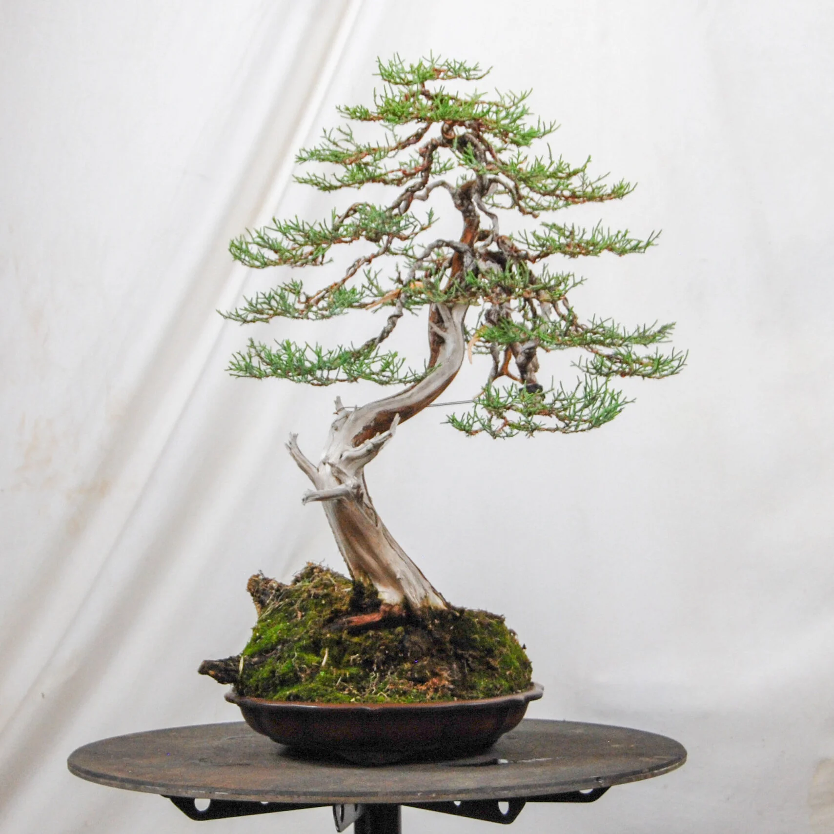Description — First Branch Bonsai