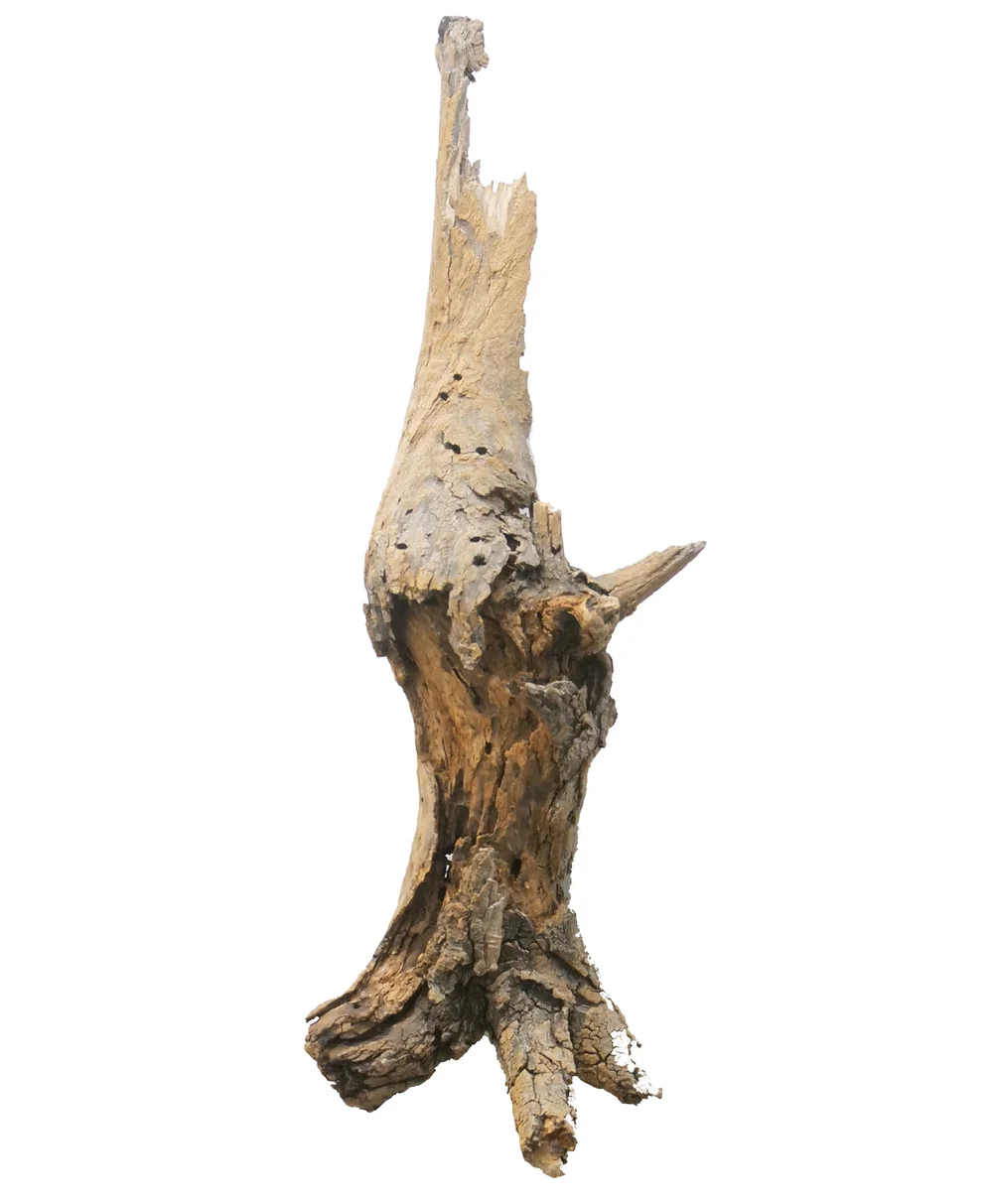 money tree plant food Money Tree Plant Food 8oz