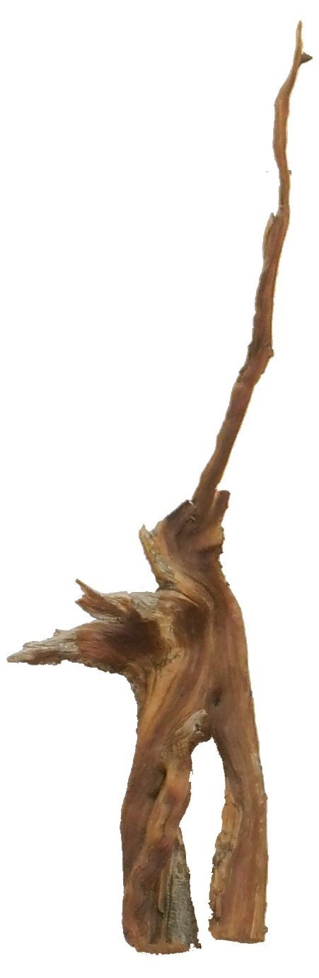 Bristlecone+02+copy.jpg