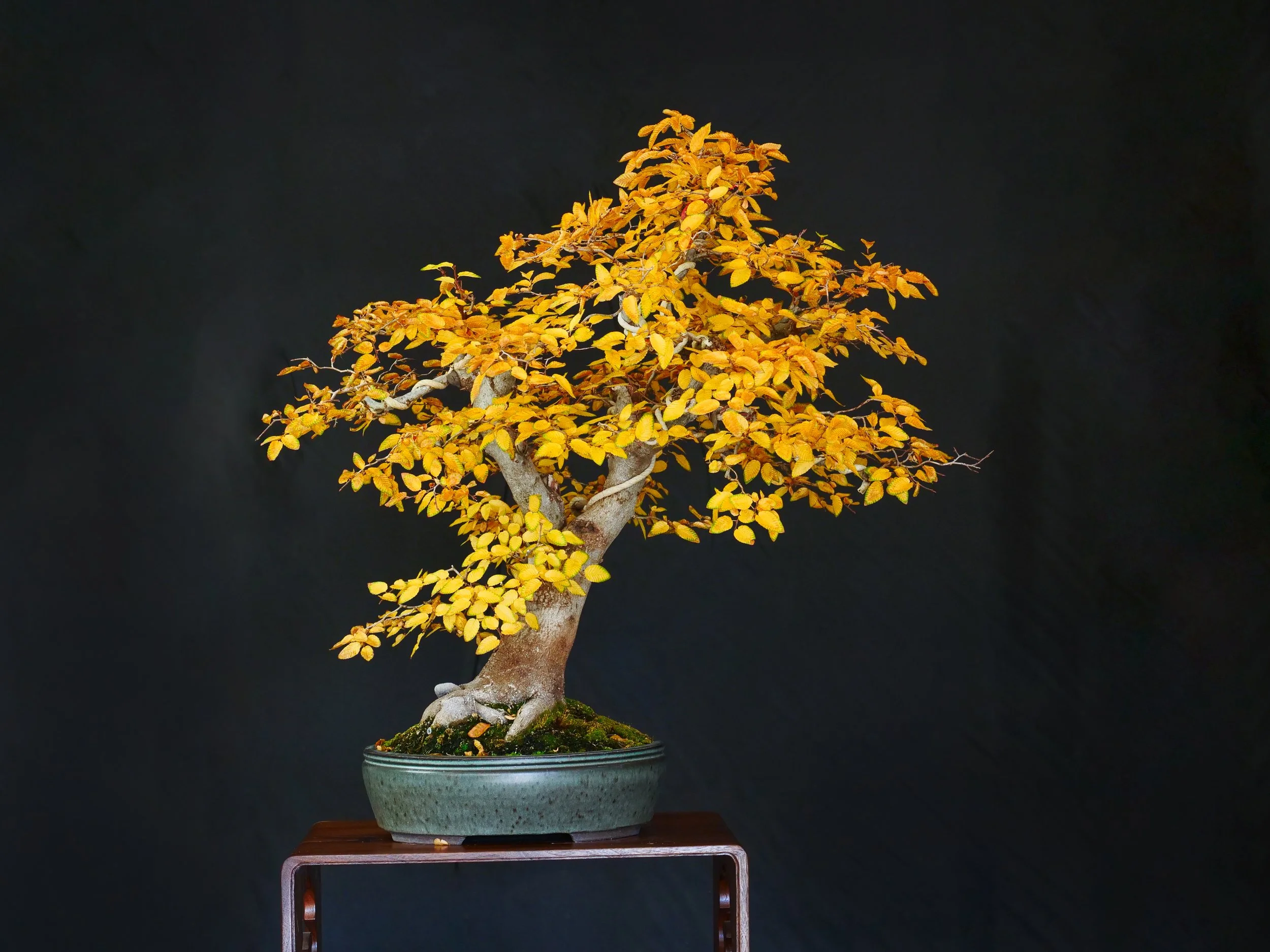 Korean Hornbeam