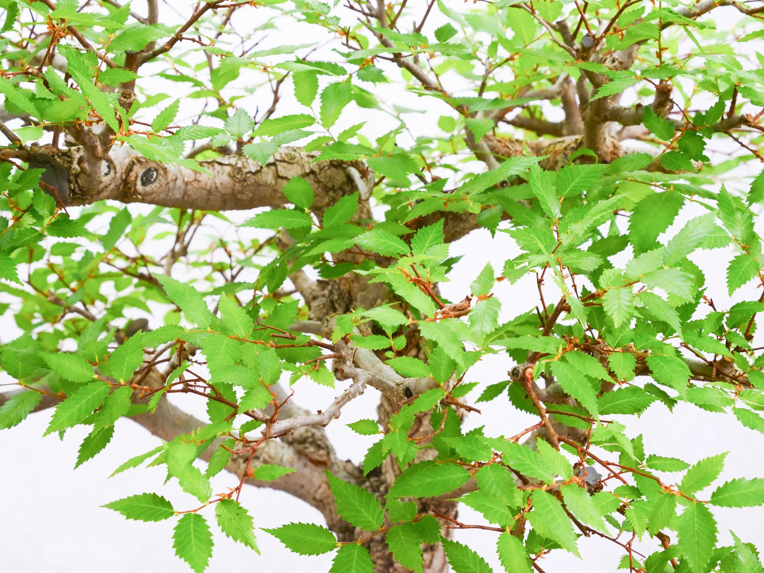 P1111120-2.jpg