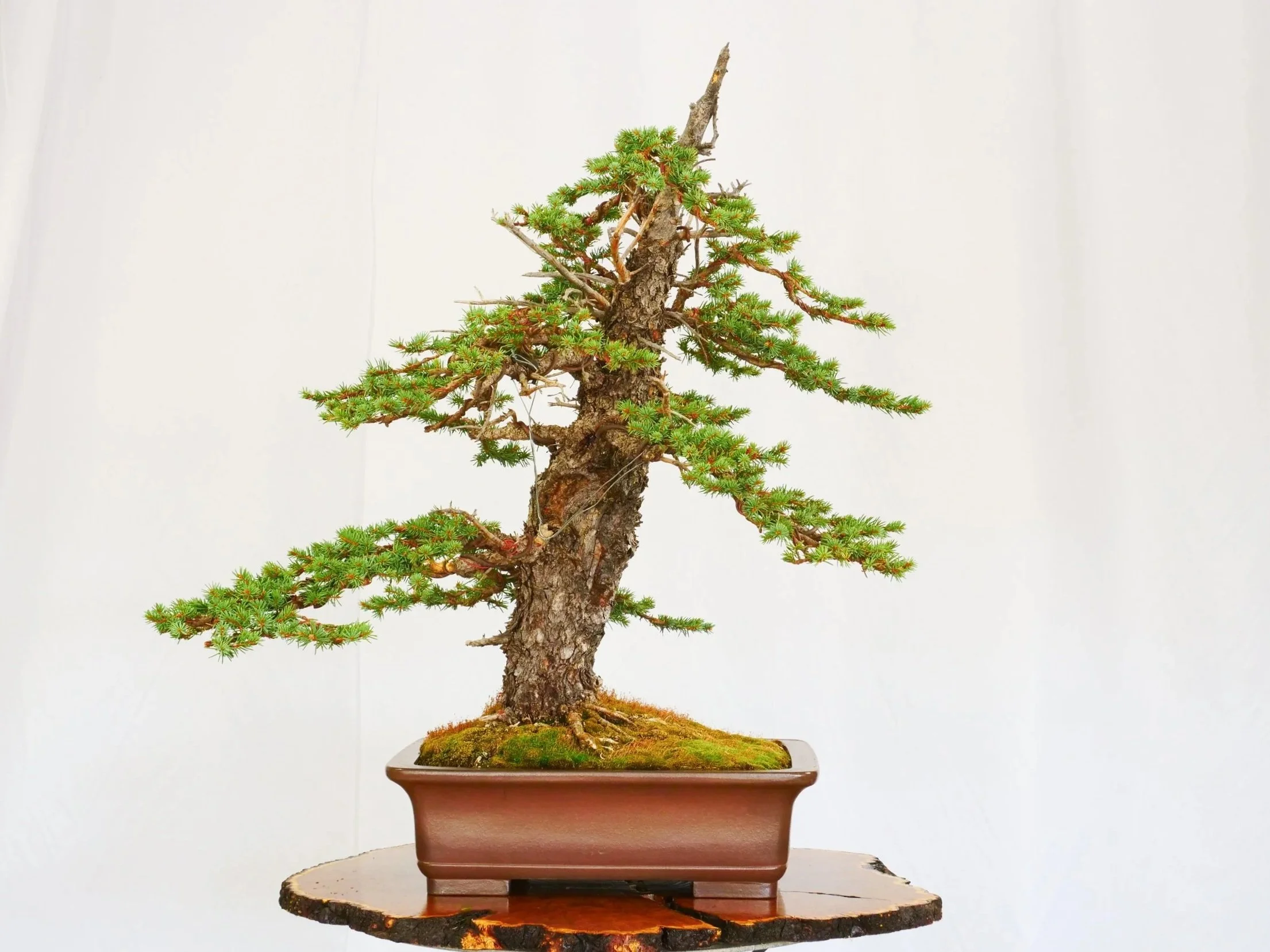 P1100748-2.jpg