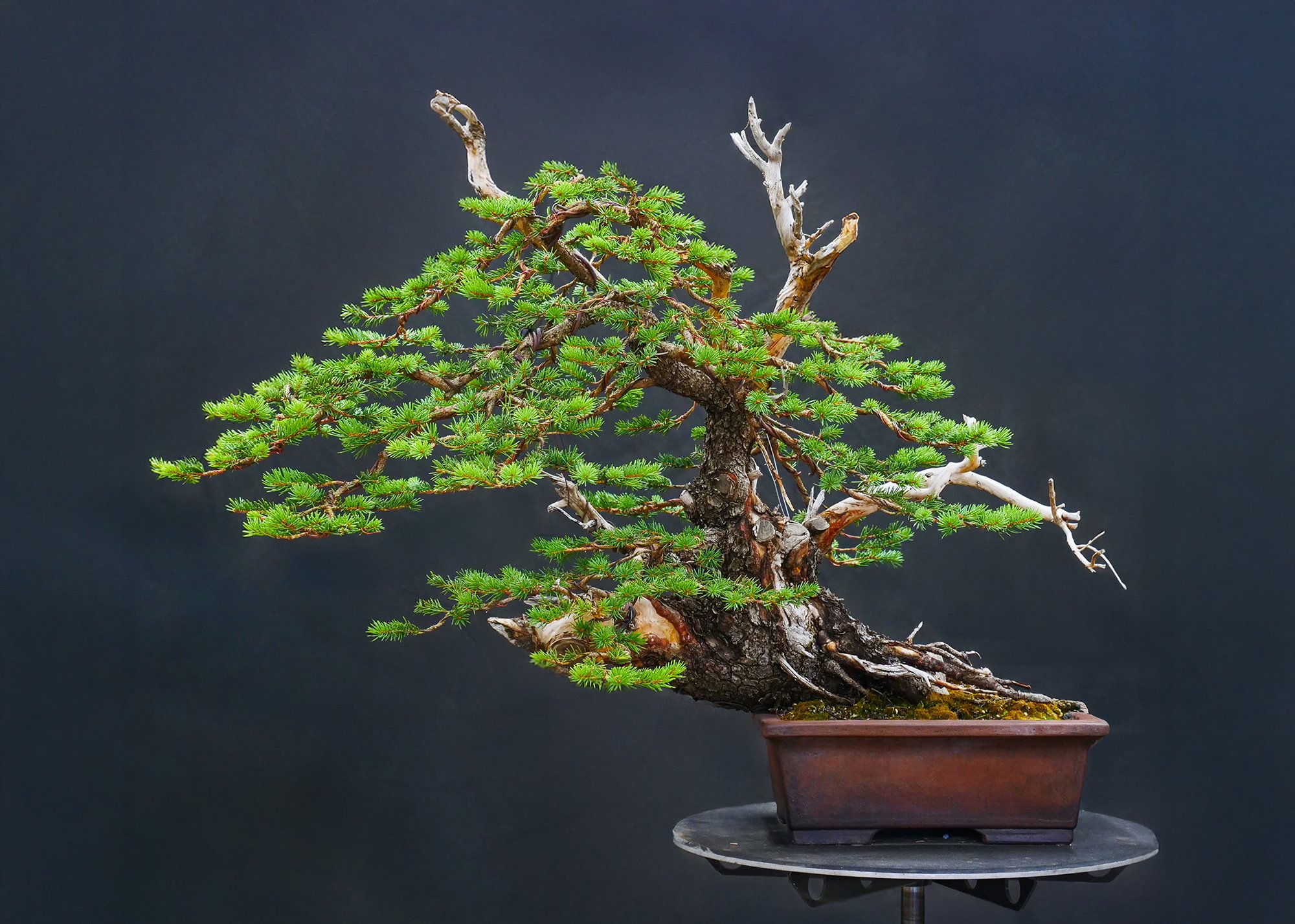 Colorado Blue Spruce