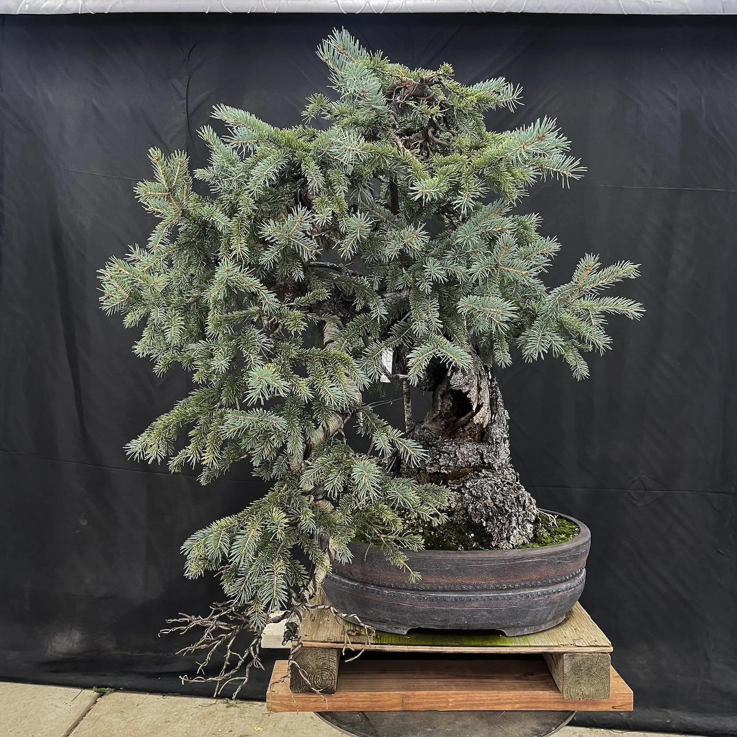Colorado Blue Spruce