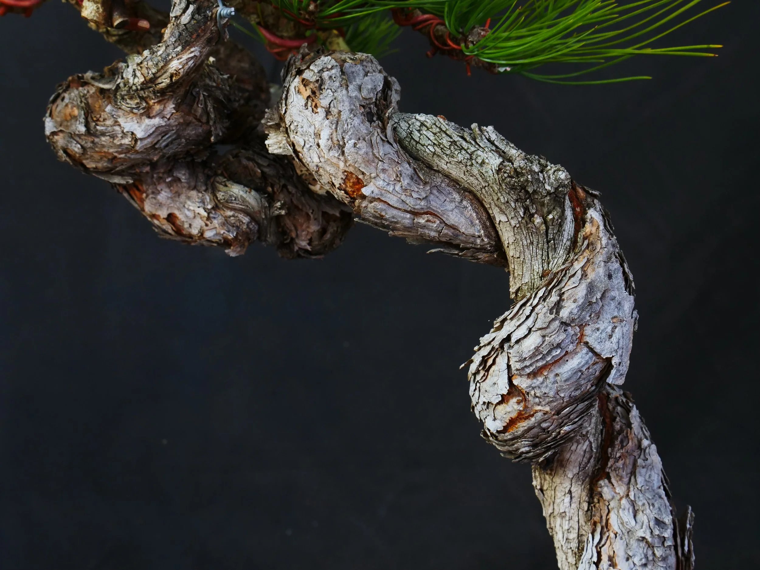 Rocky Mountain Juniper
