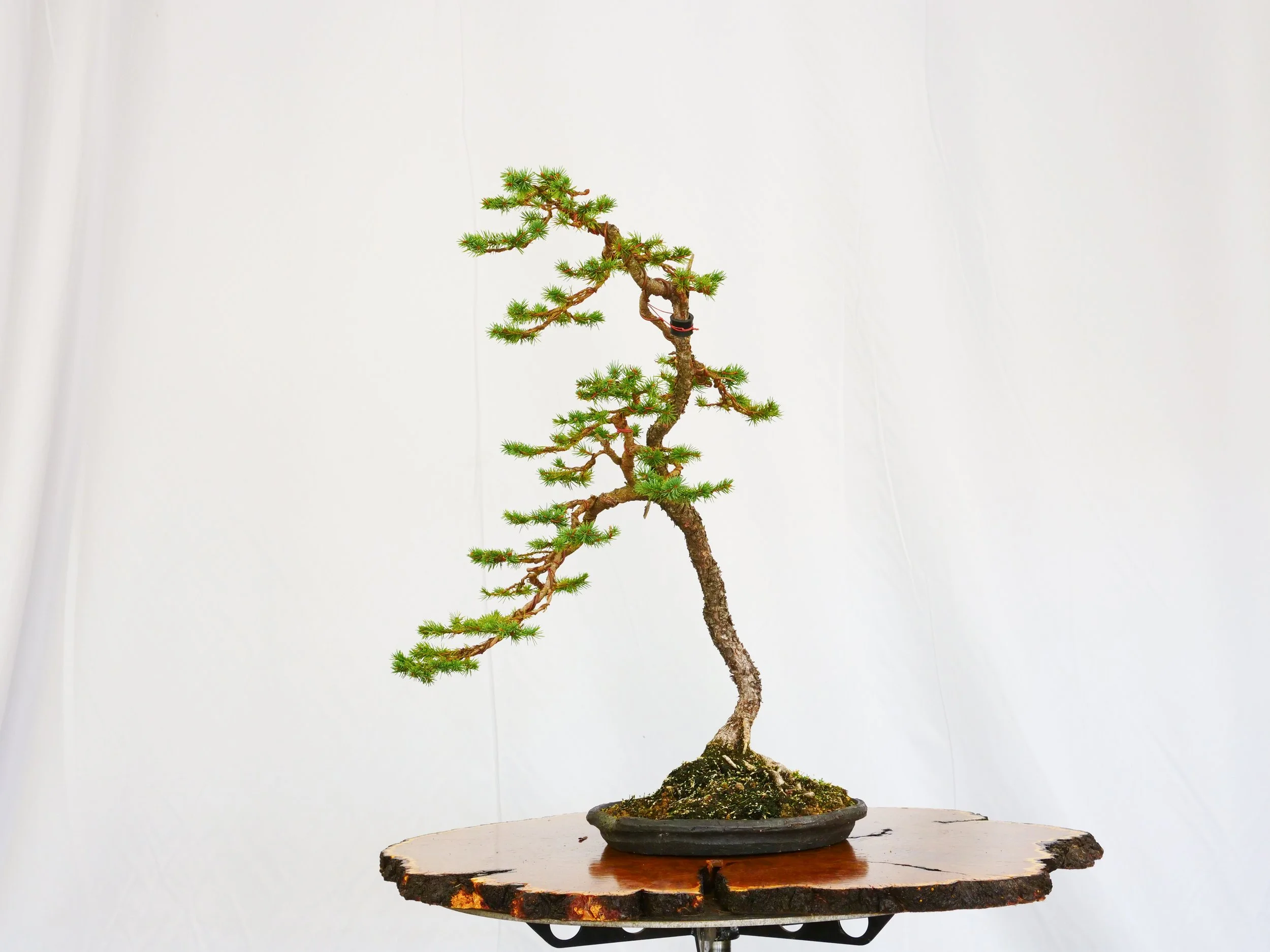 P1100793-2.jpg