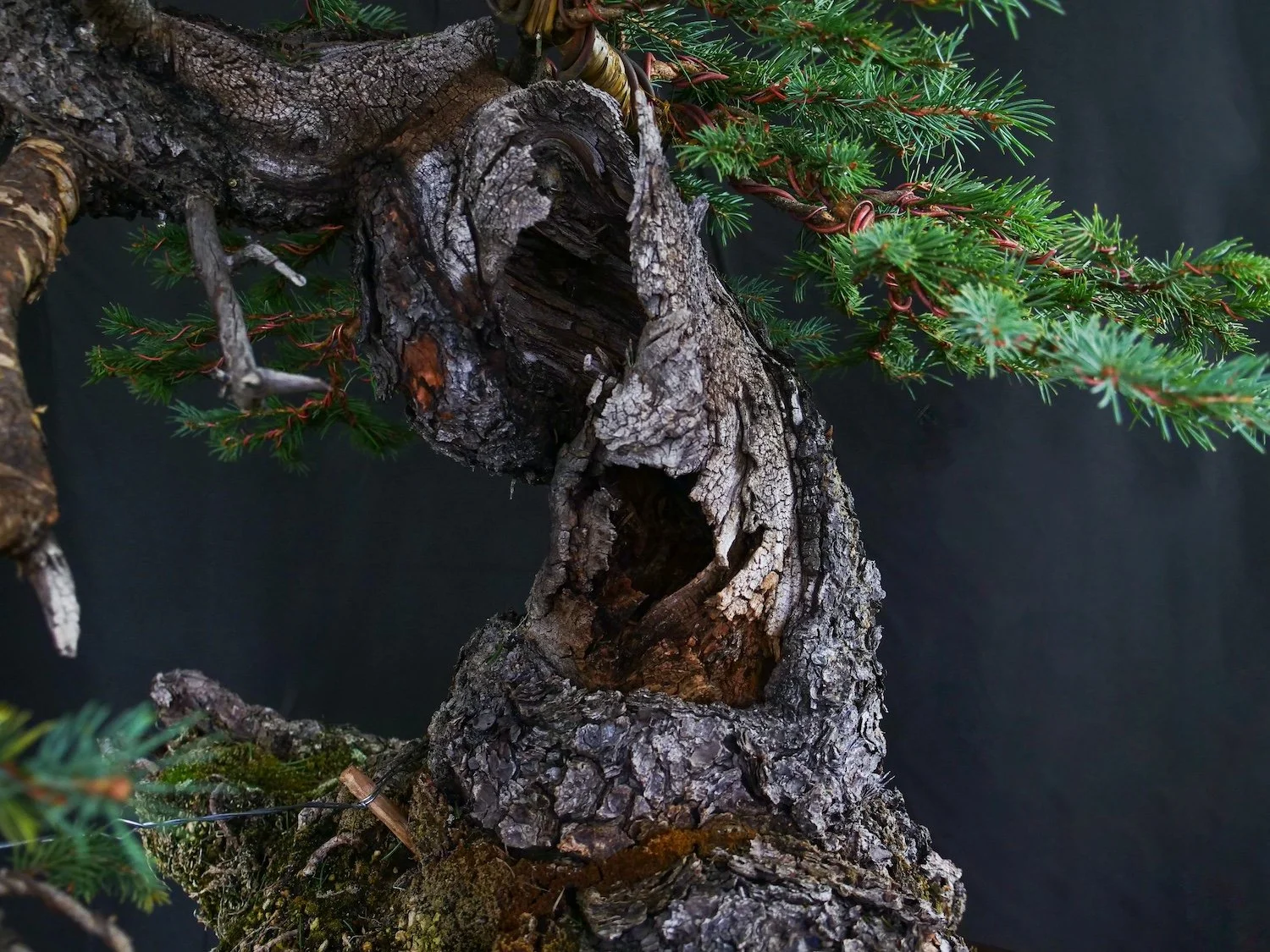 Colorado Blue Spruce