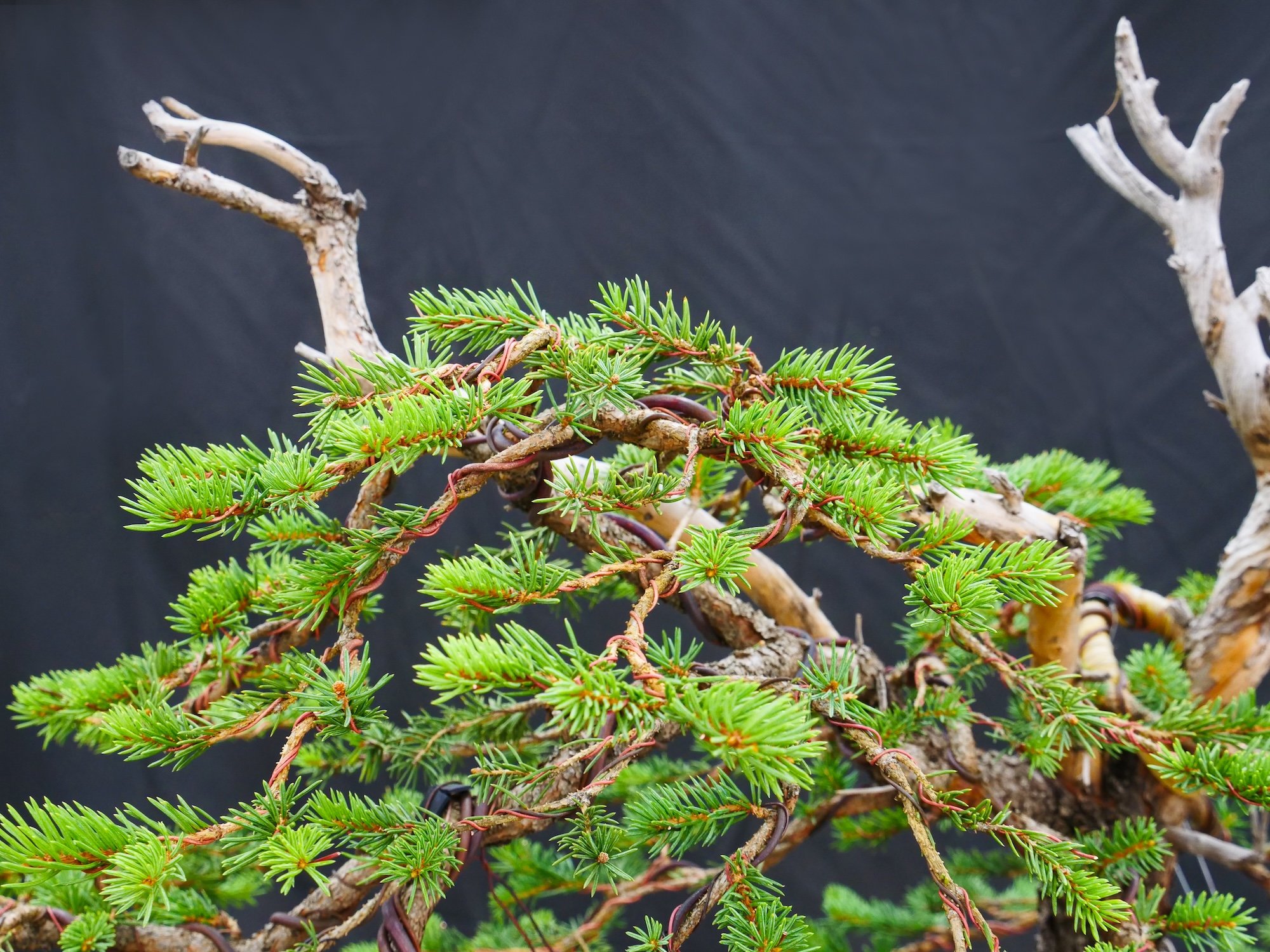 Colorado Blue Spruce
