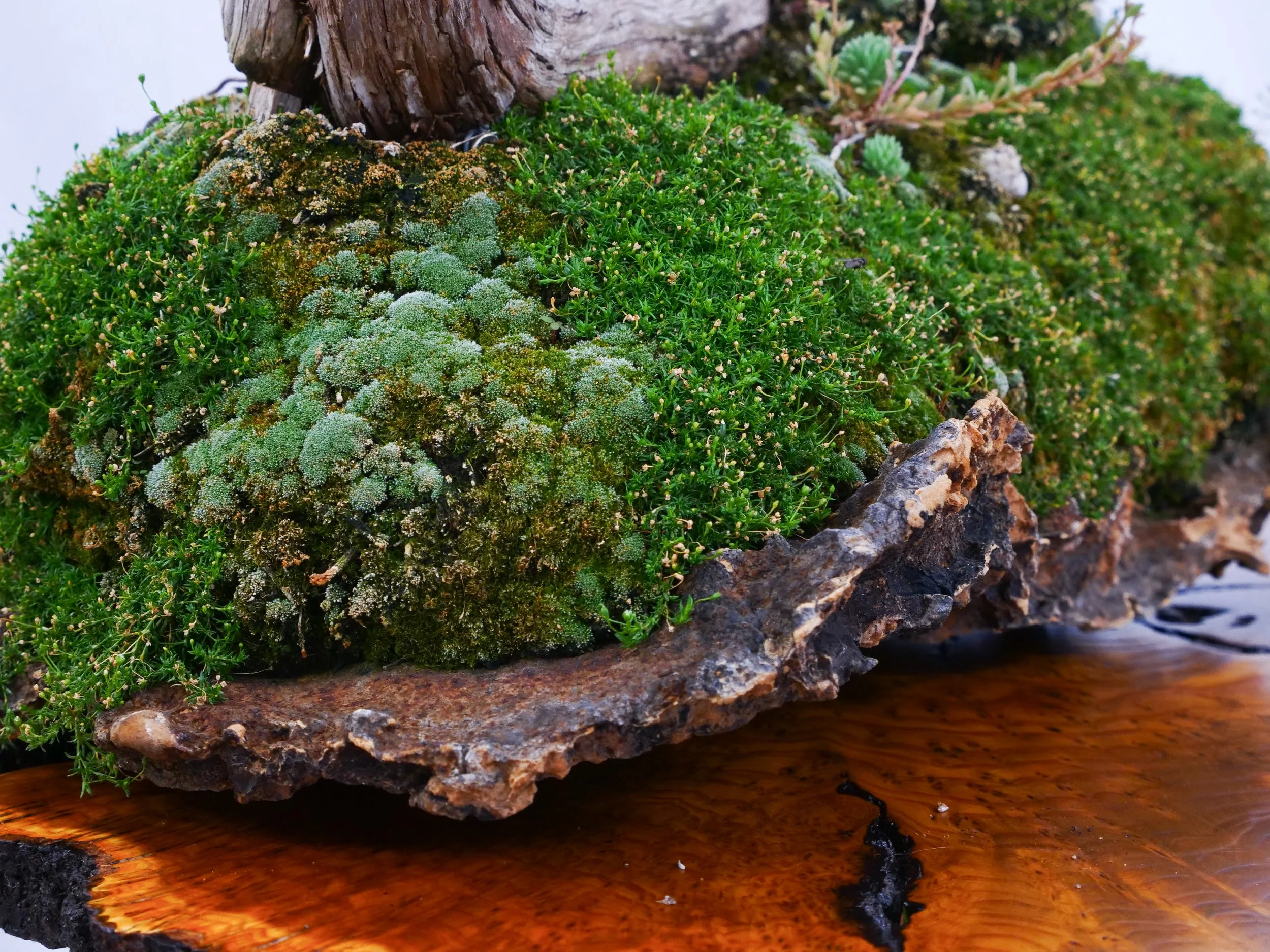 P1111041-3.jpg