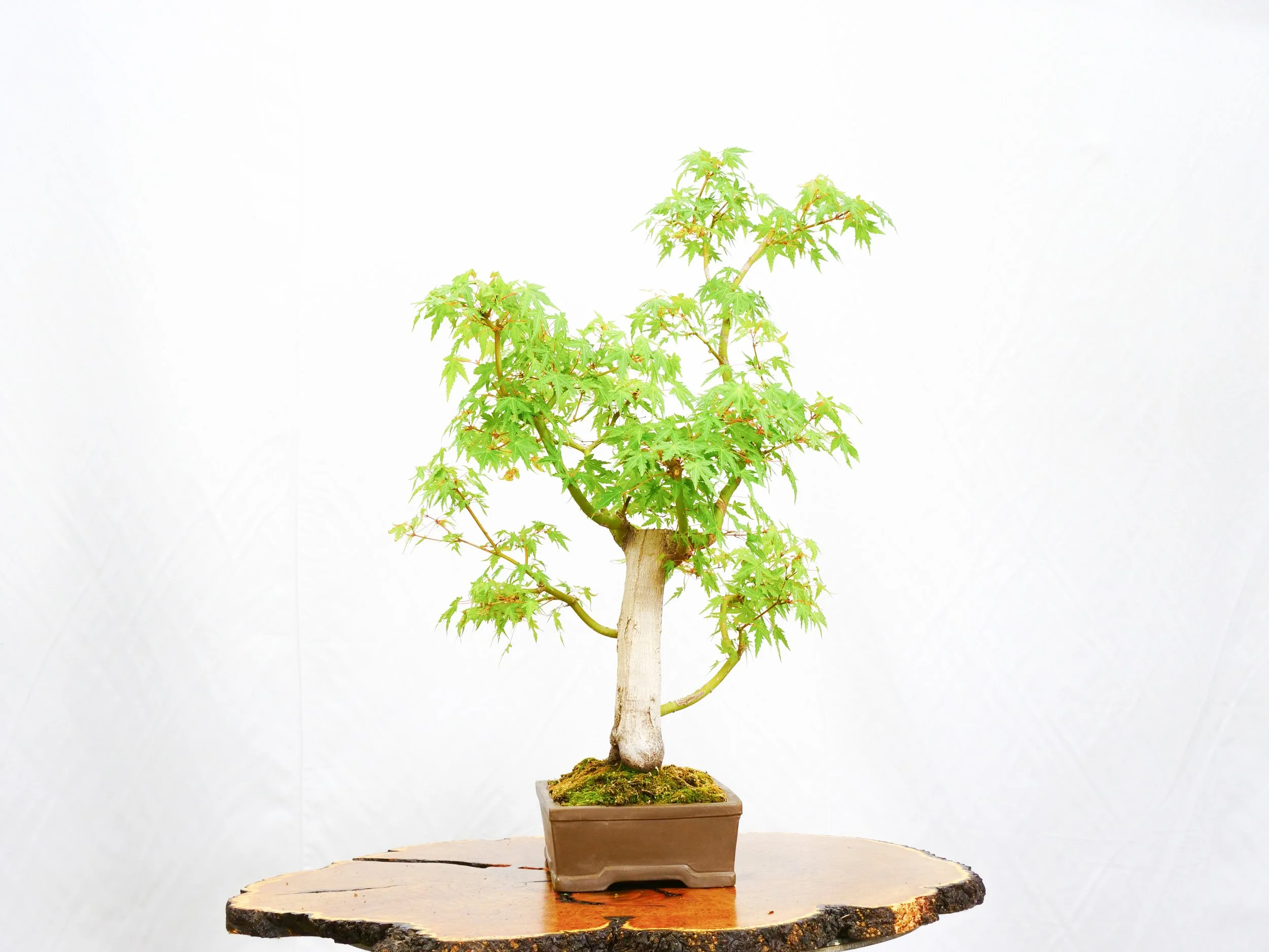 Telperion Farms - Japanese Maple