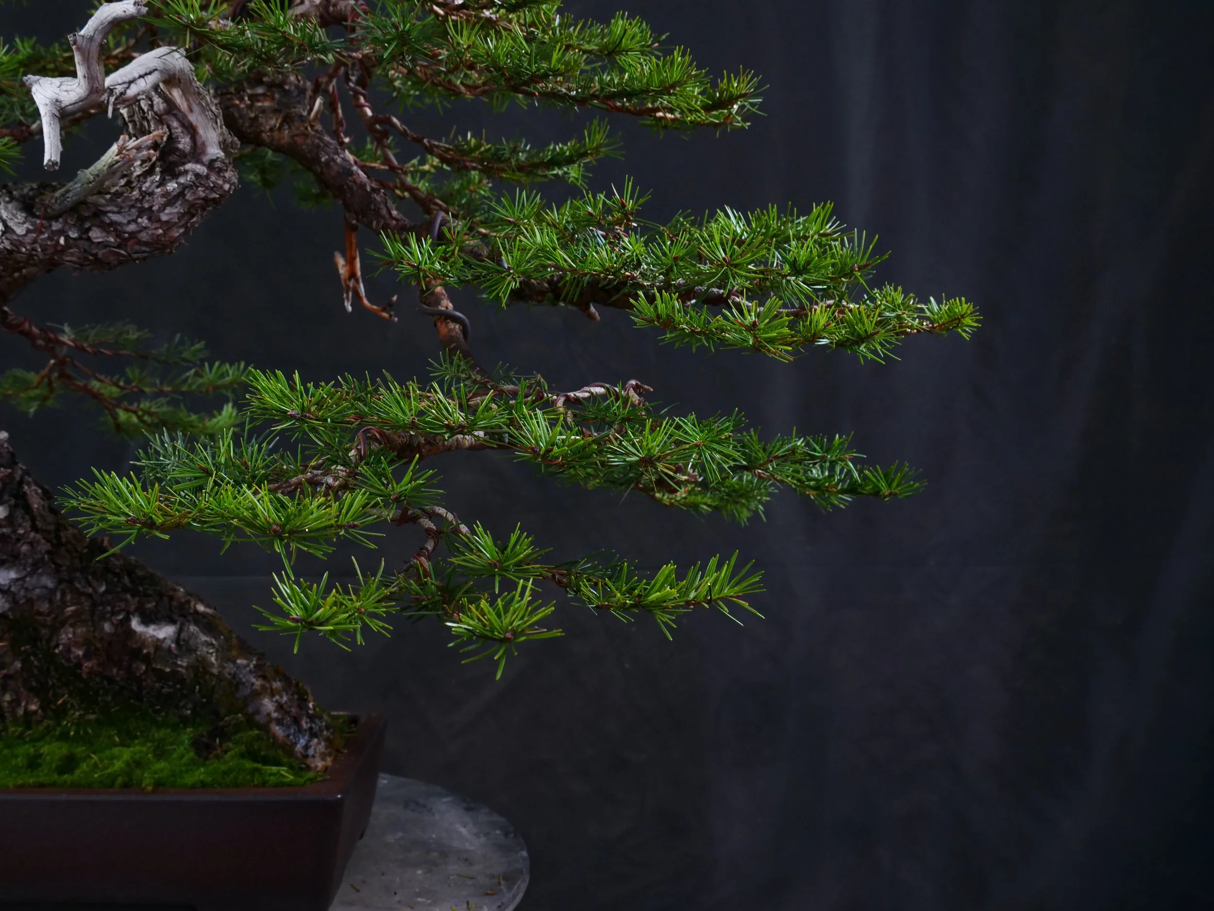 Douglas Fir