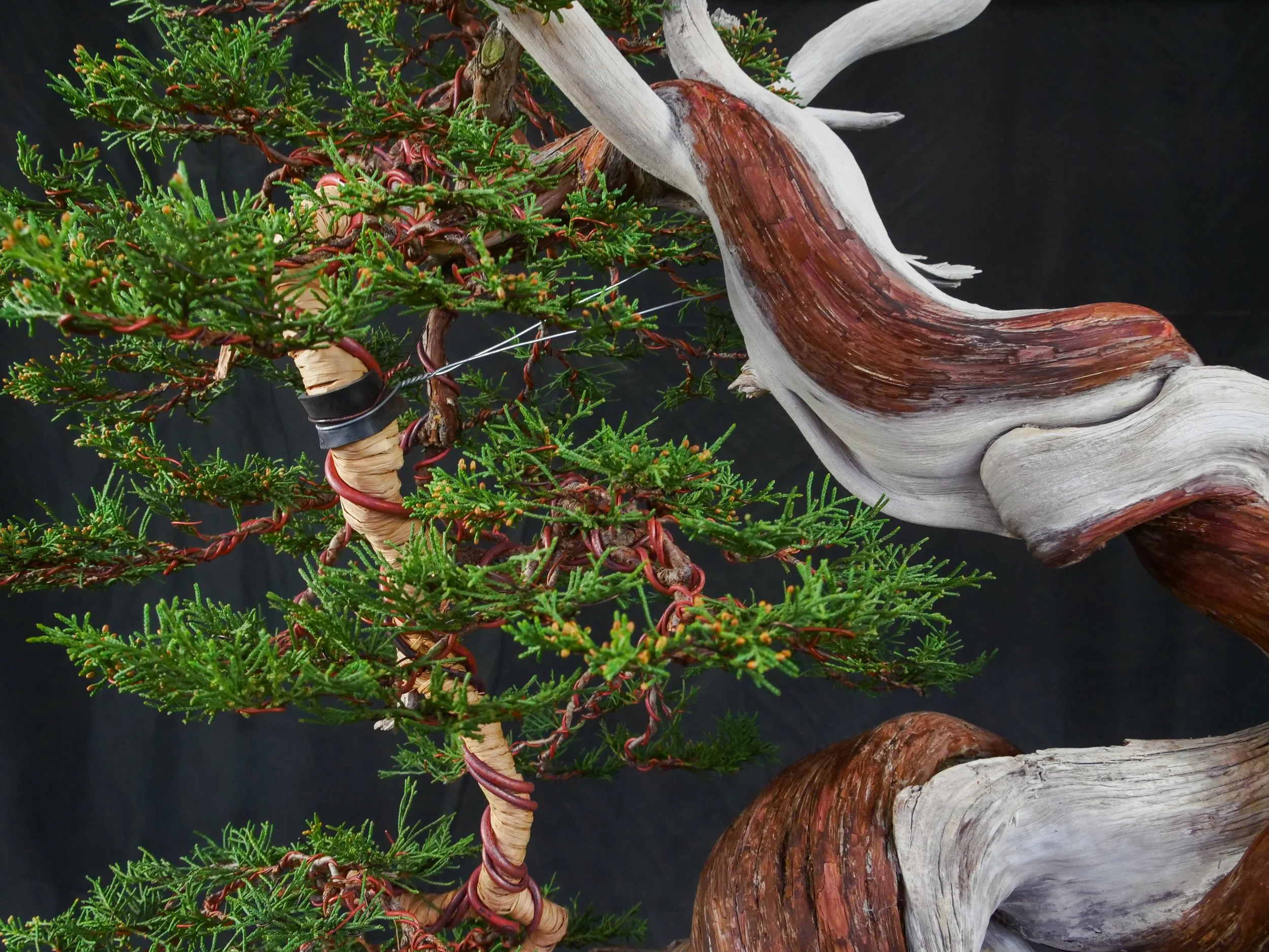 Colorado Blue Spruce