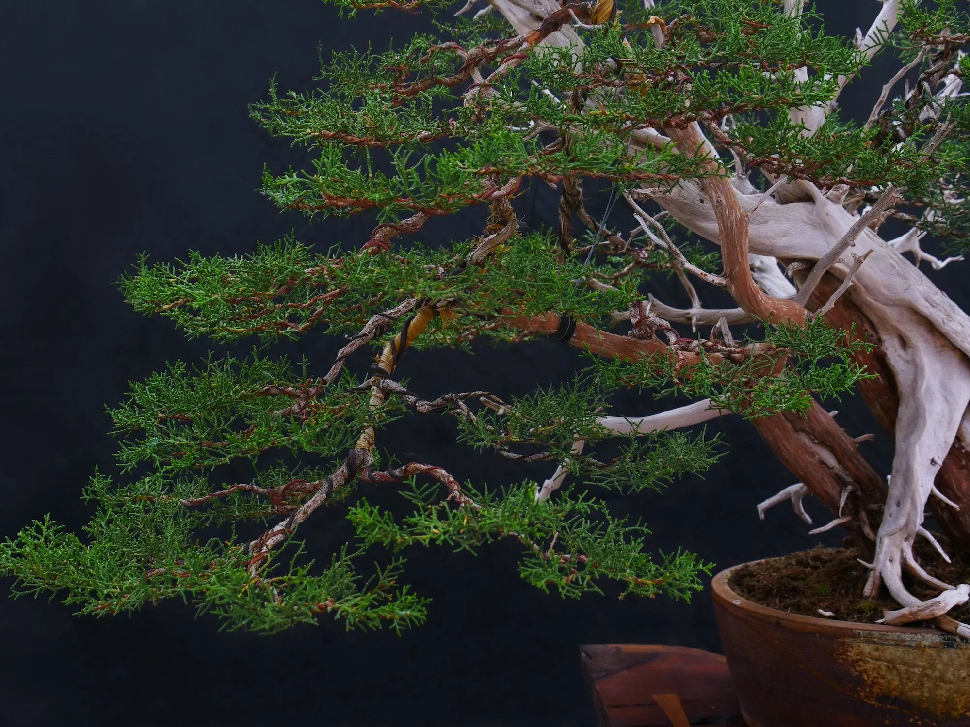 One Seed Juniper Bonsai