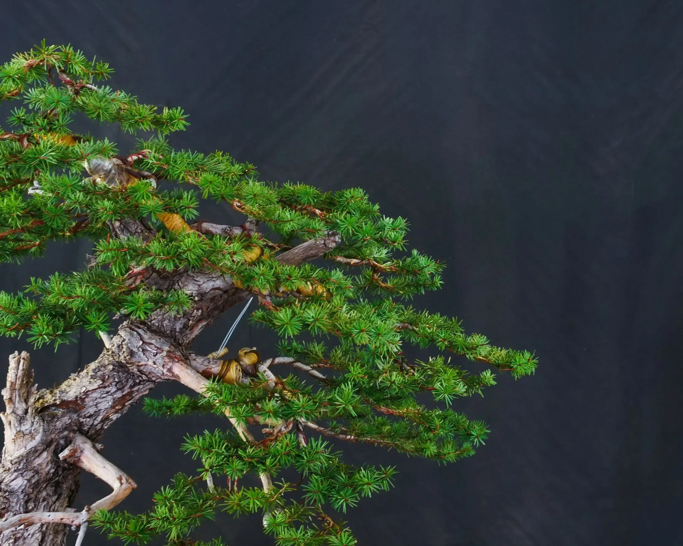 Douglas Fir