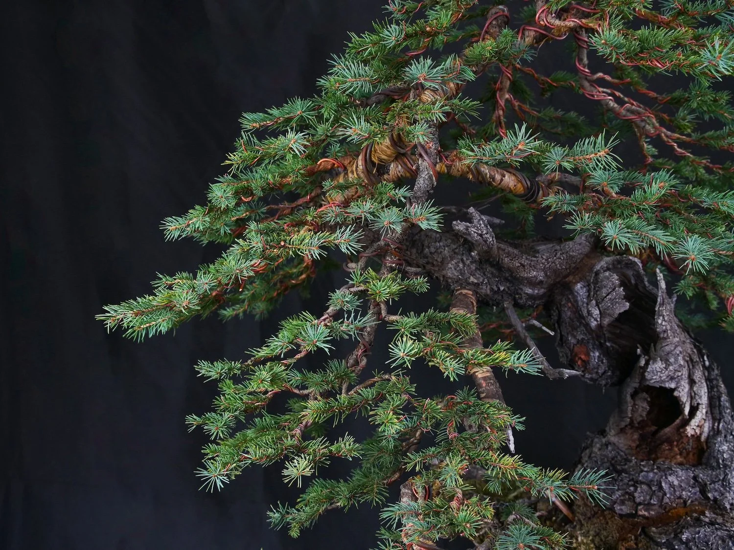 Colorado Blue Spruce