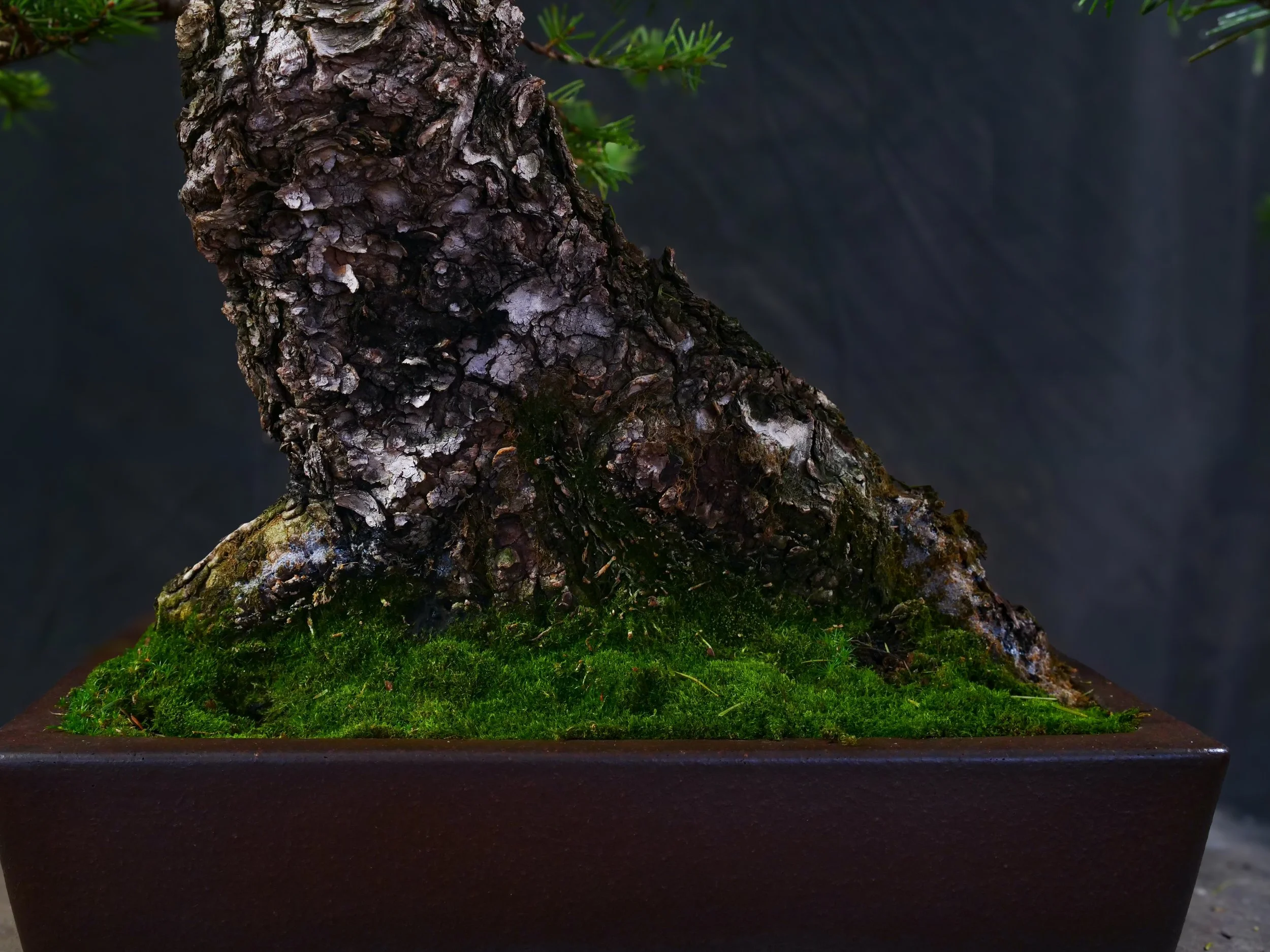 Douglas Fir