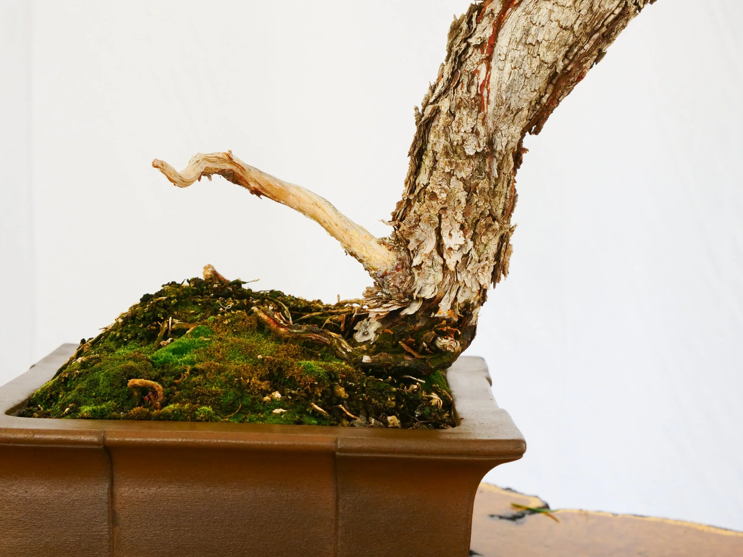 P1100730-2.jpg