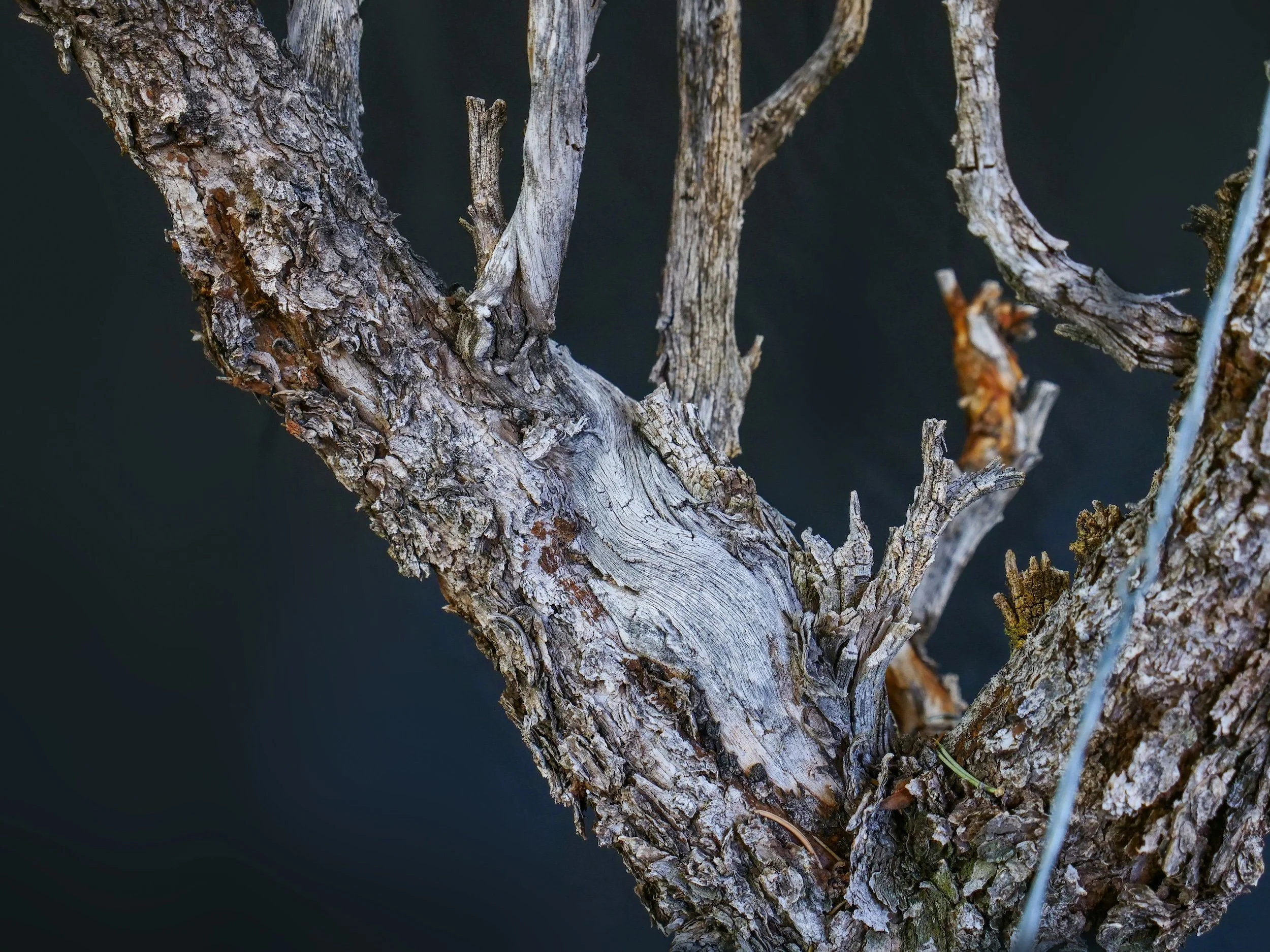 Pinyon Pine