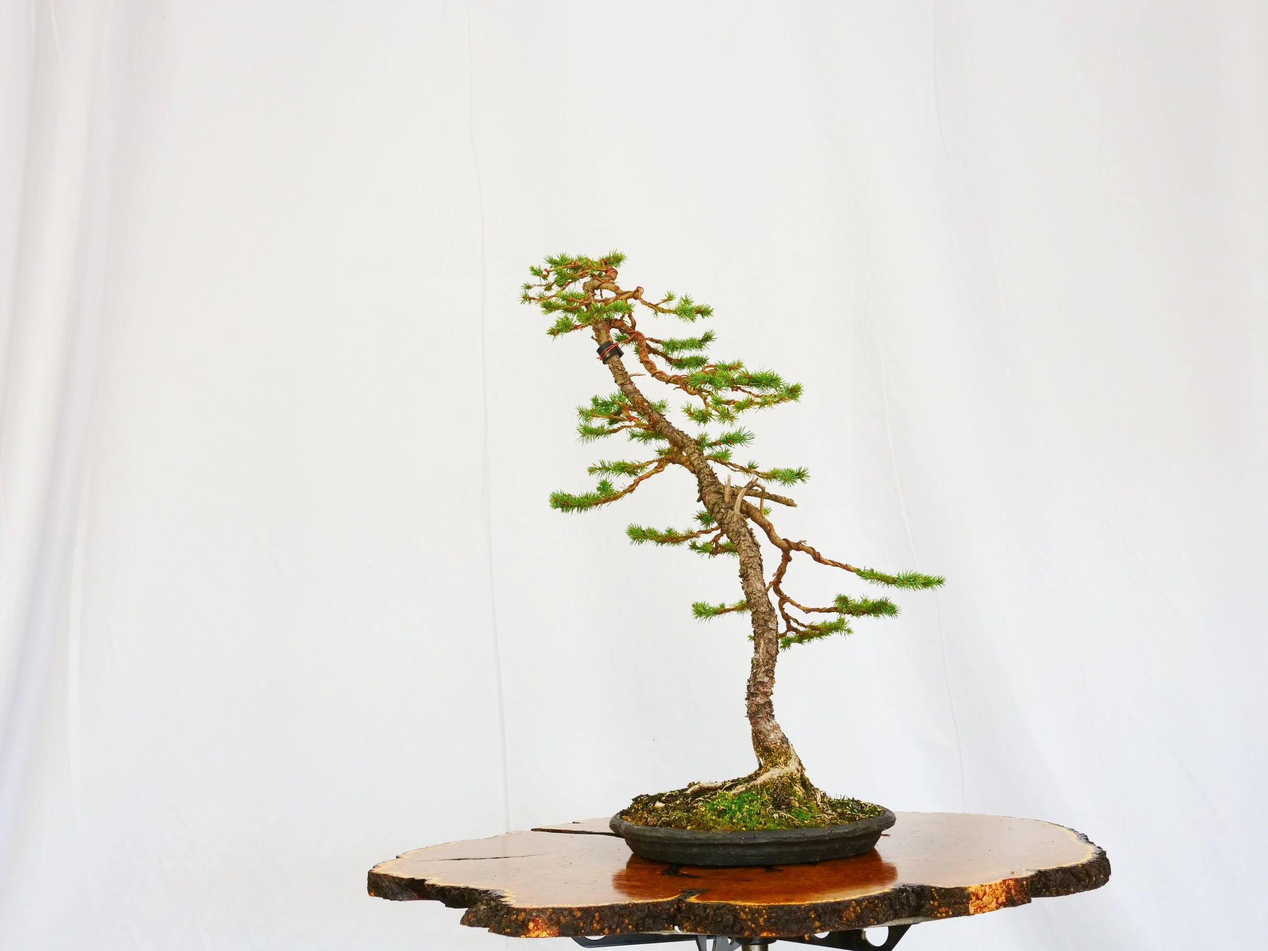 P1100797-2.jpg