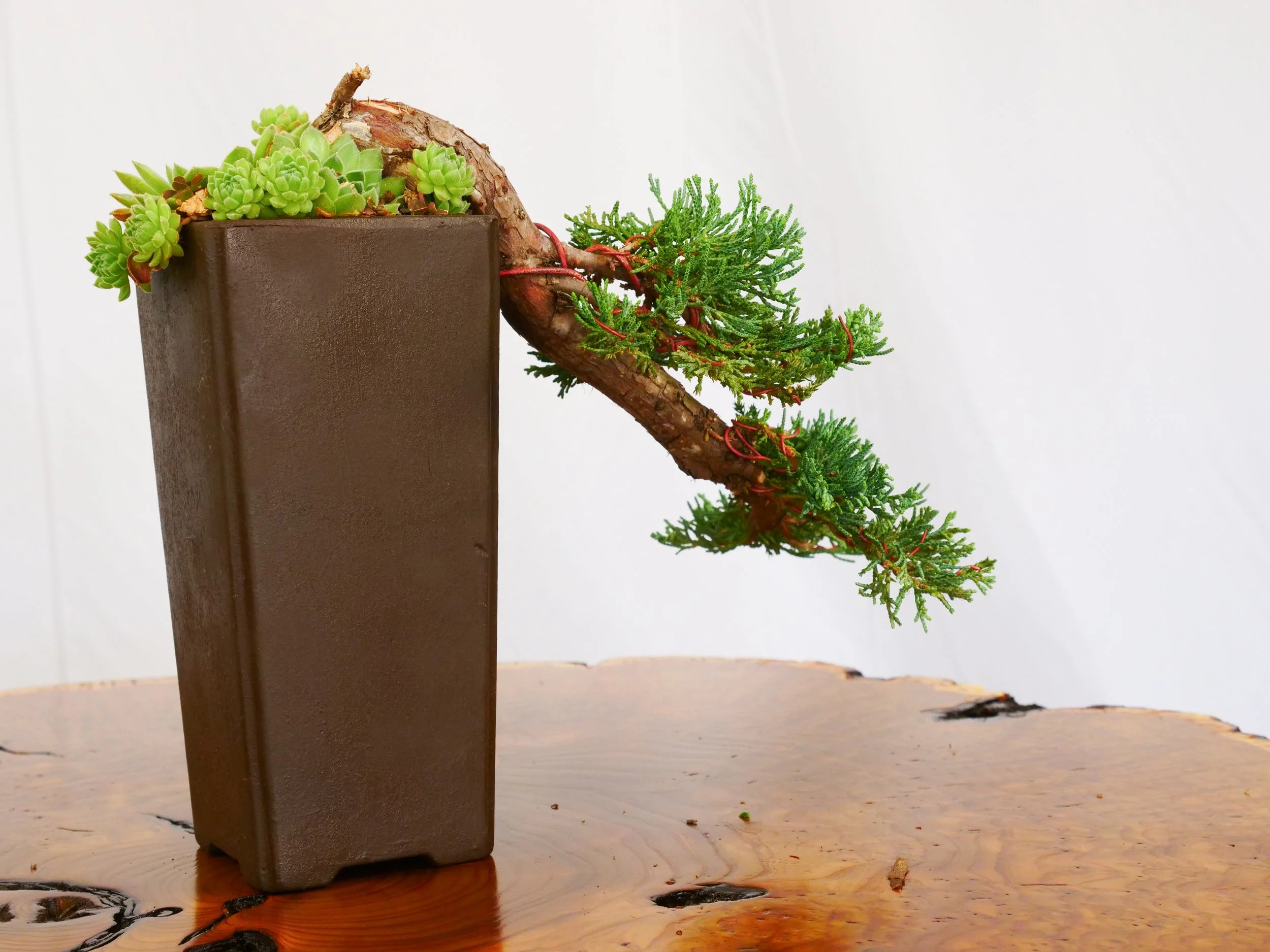 P1100790-2.jpg