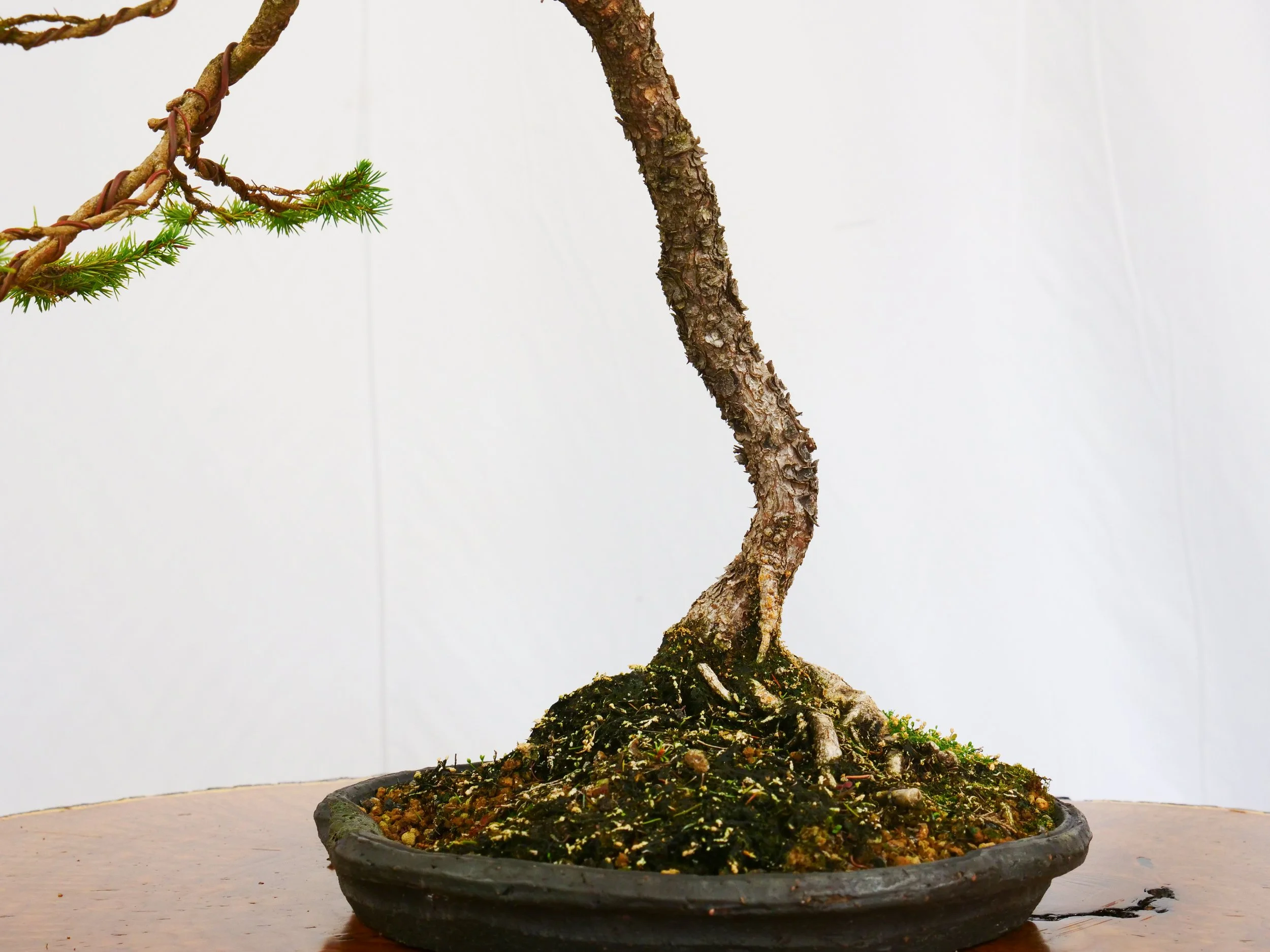 P1100800-2.jpg
