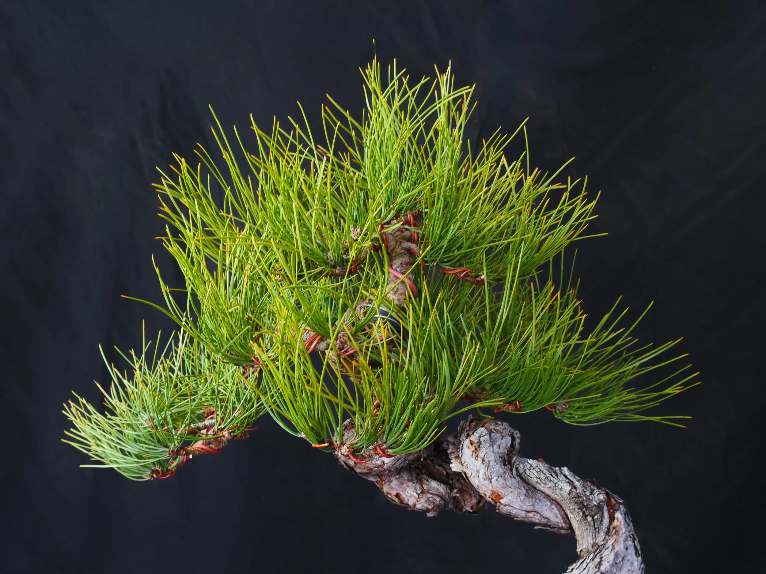 Ponderosa Pine