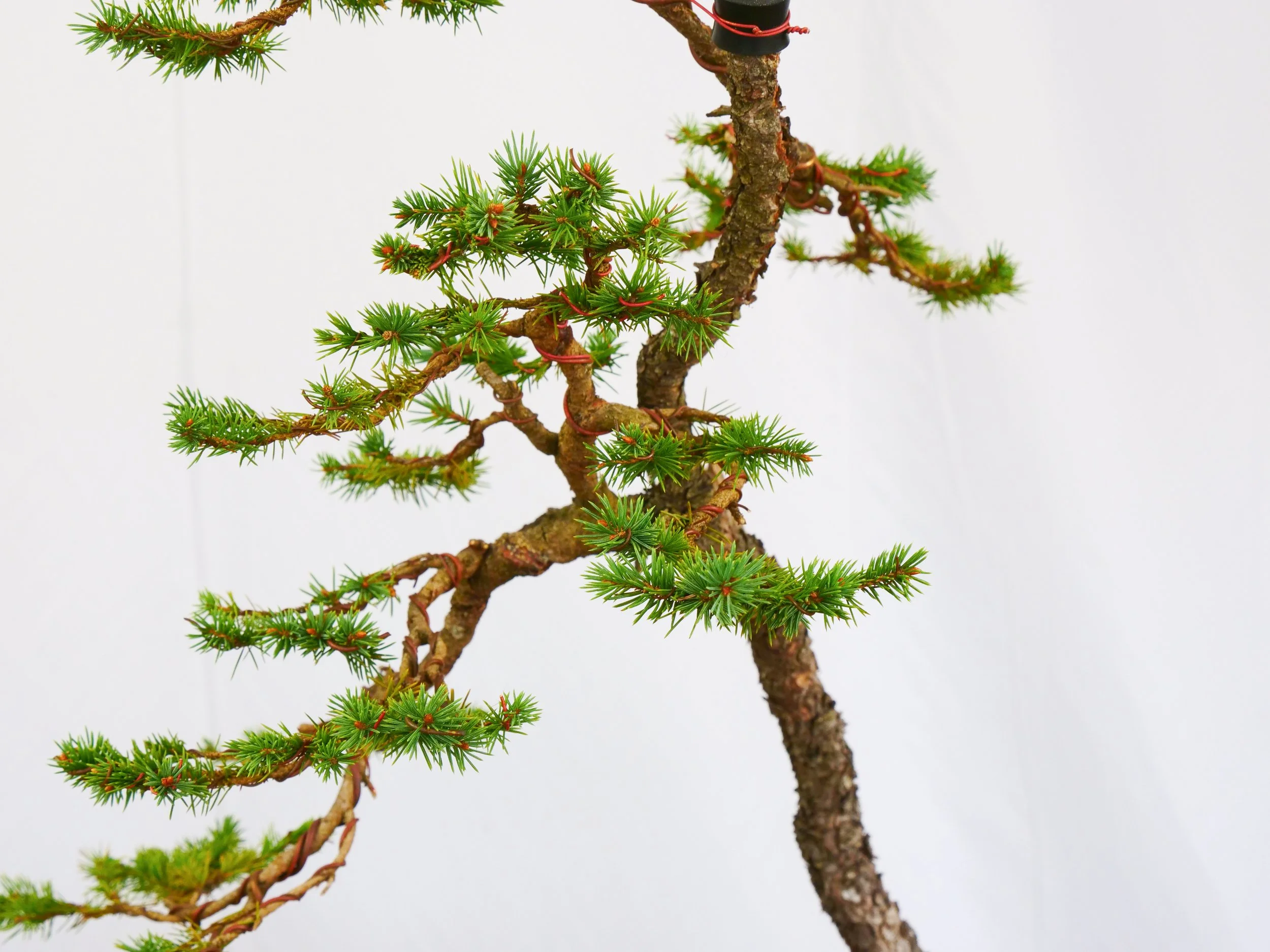 P1100799-2.jpg