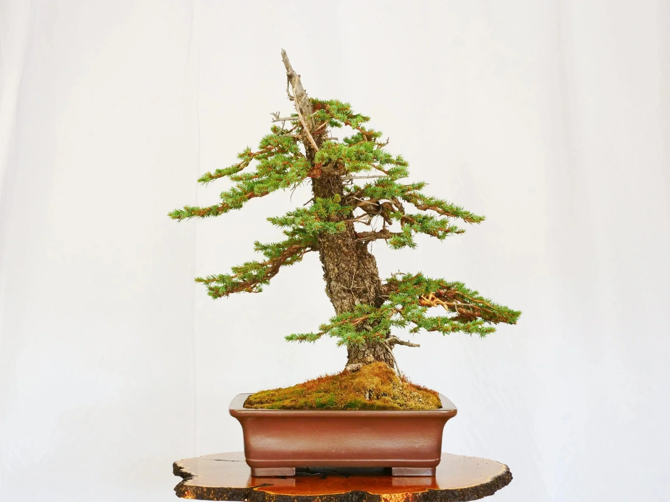 P1100750-2.jpg