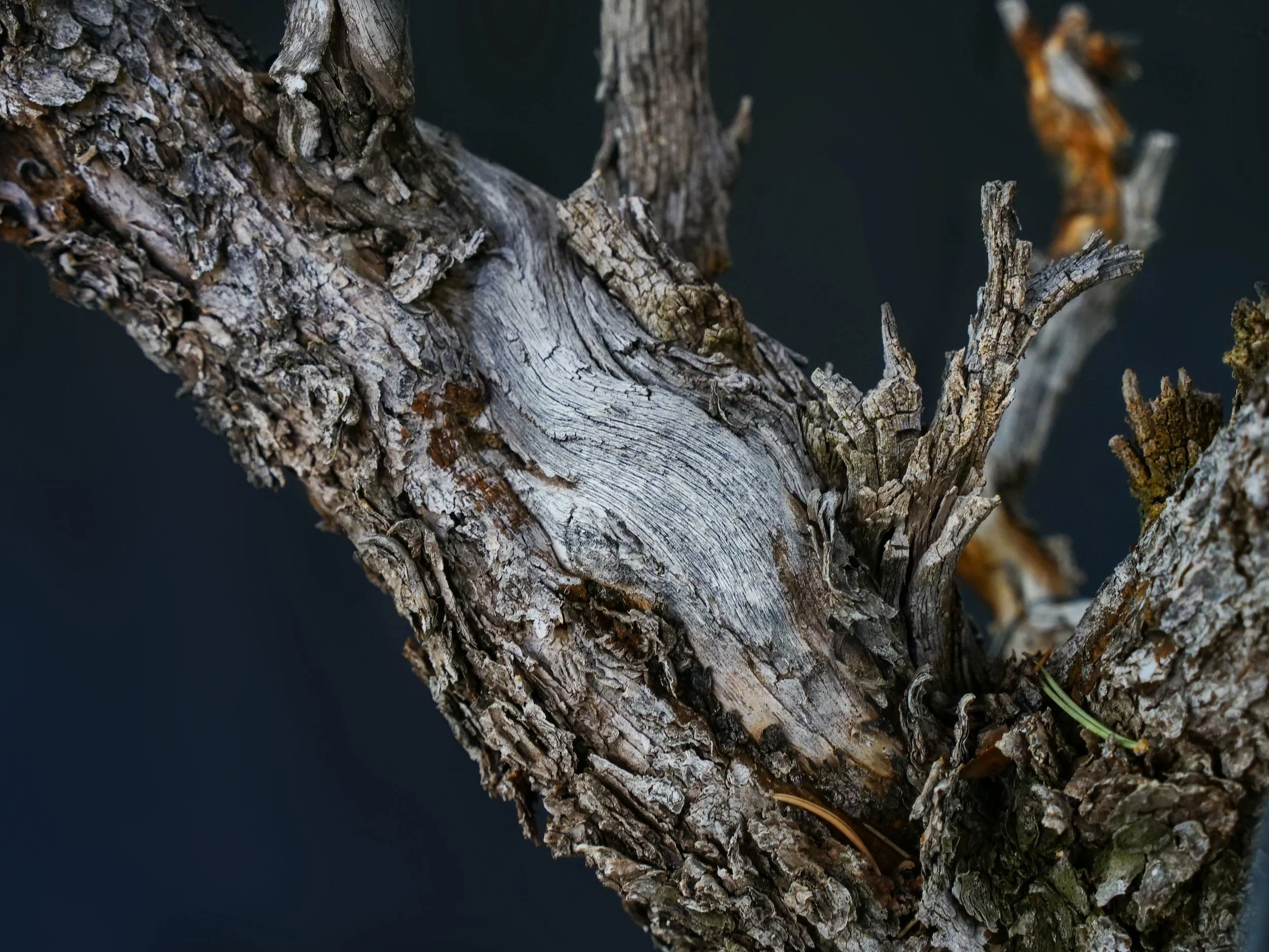 Pinyon Pine