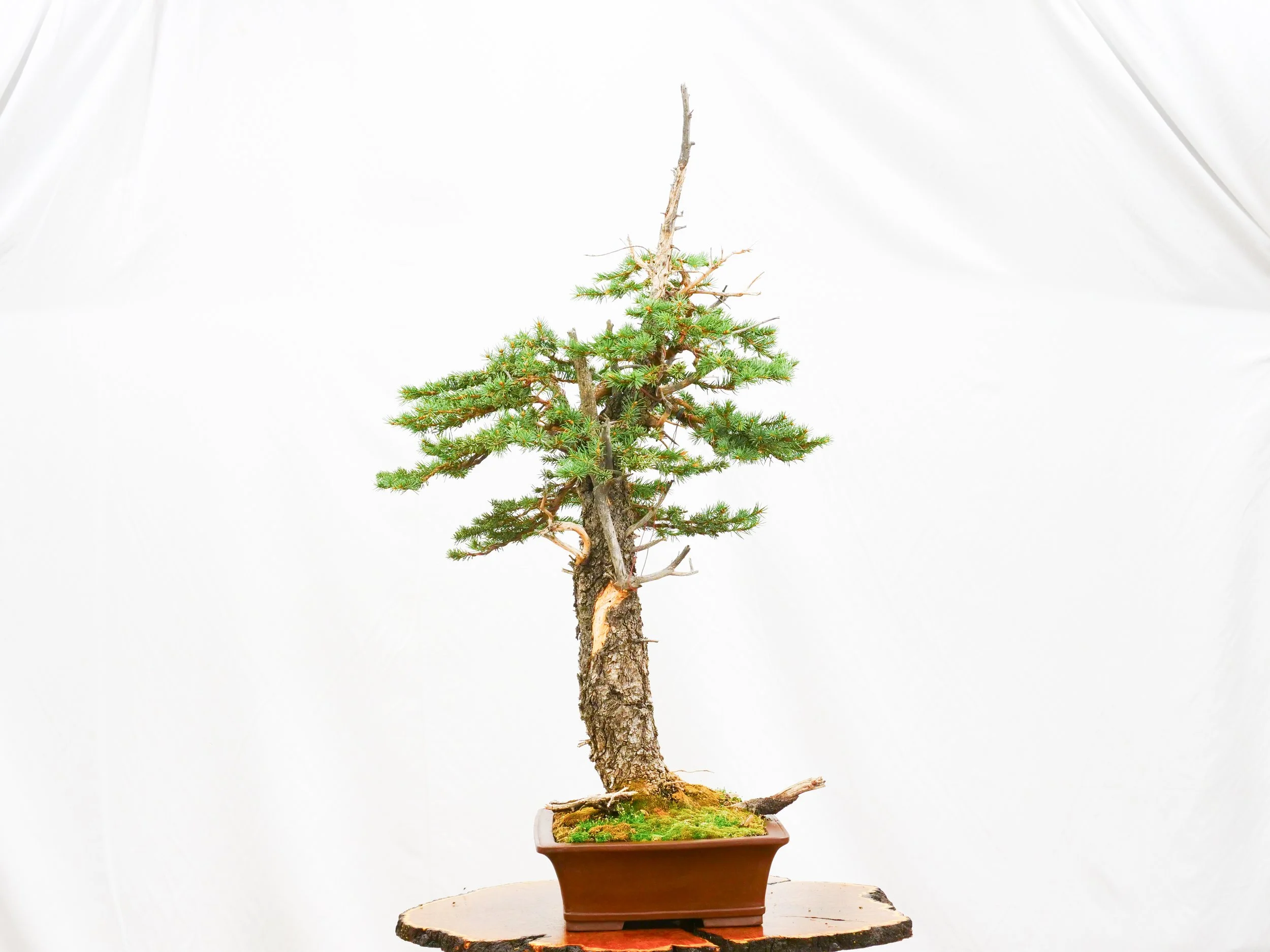 P1111064-2.jpg