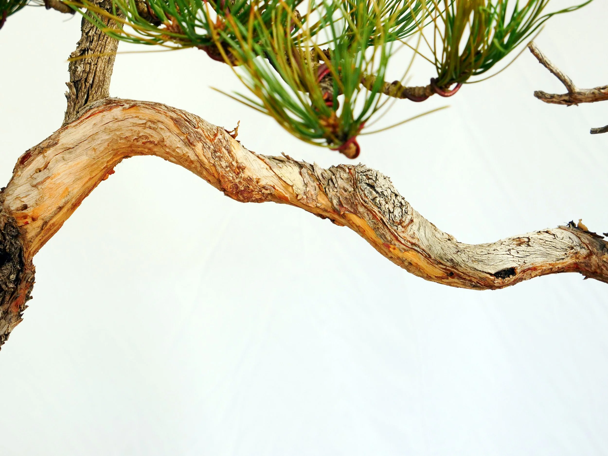 P1100710-2.jpg