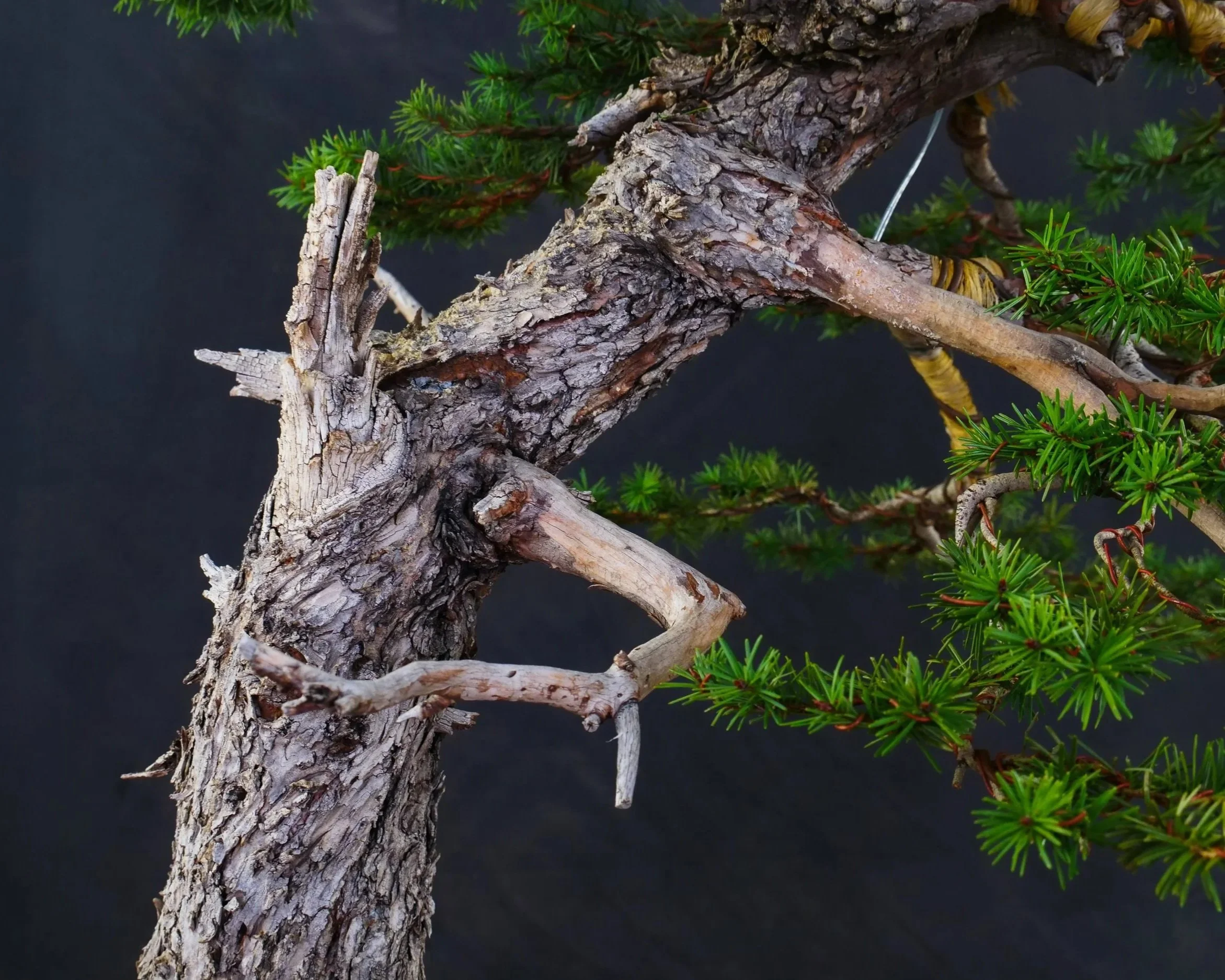 Douglas Fir