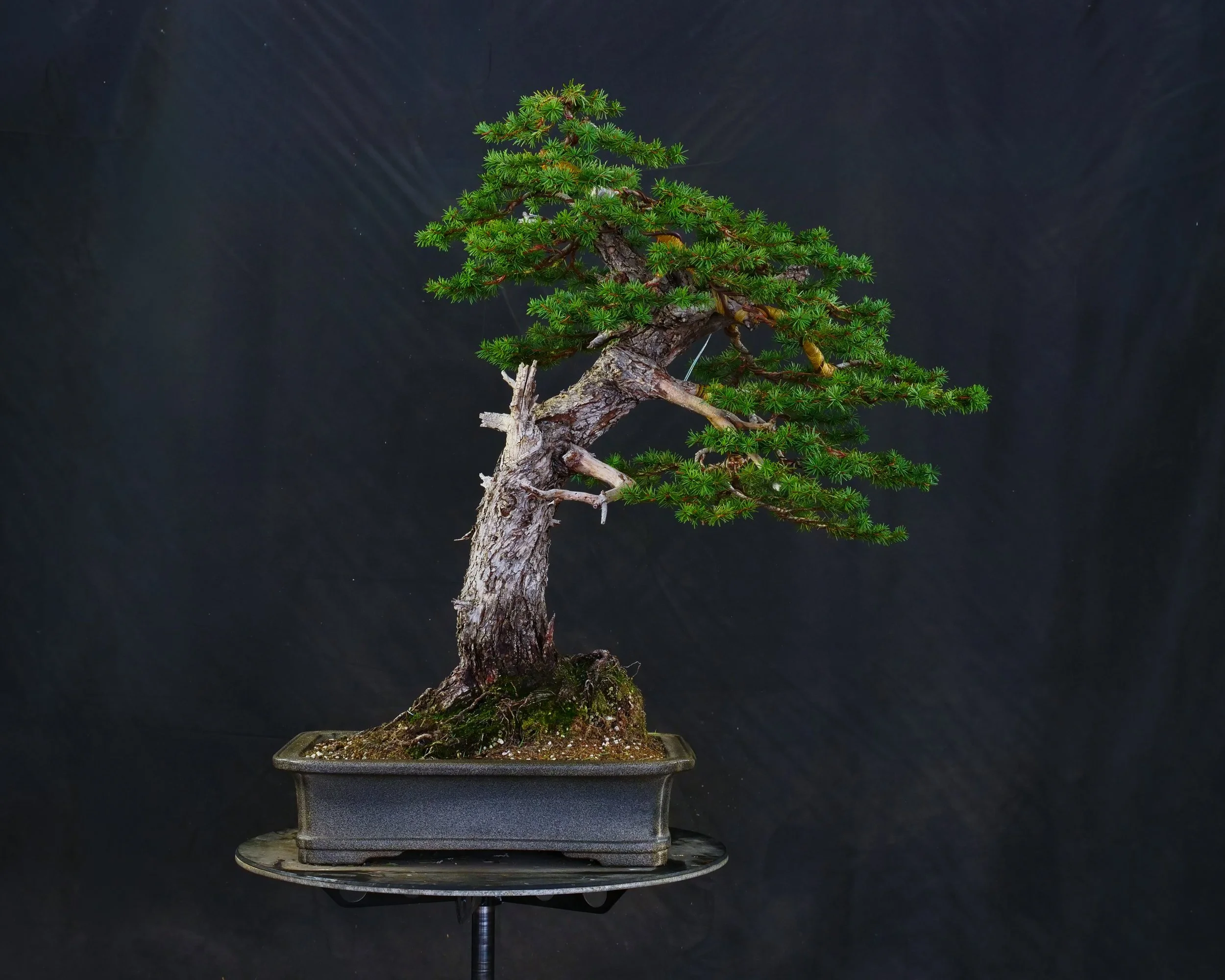 Douglas Fir